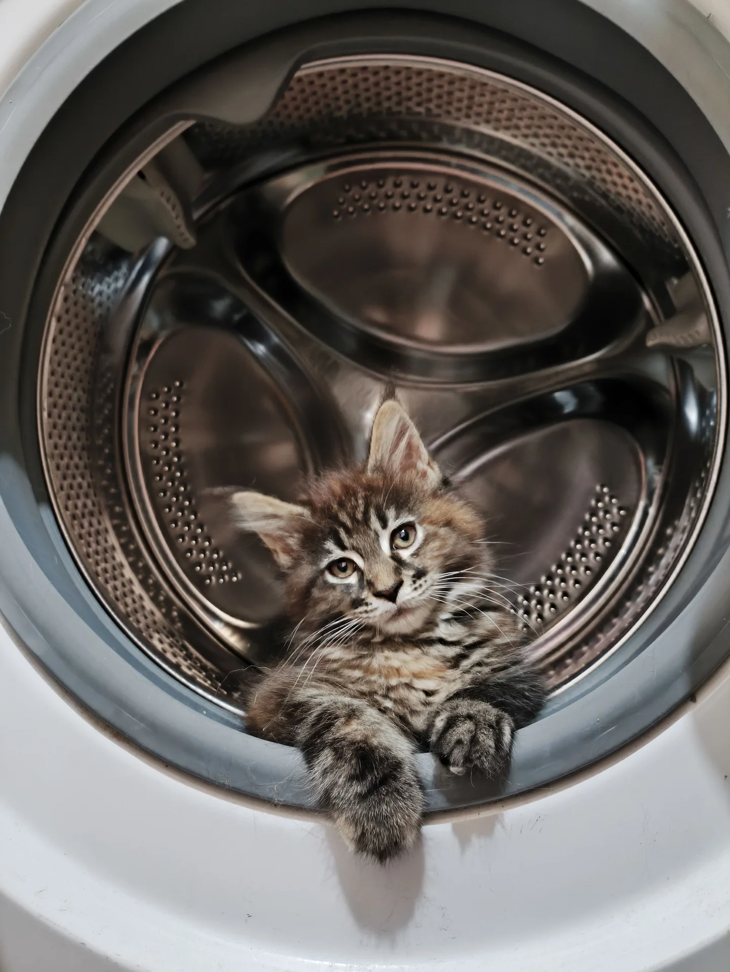 котята Мейн кун - миниатюра 15