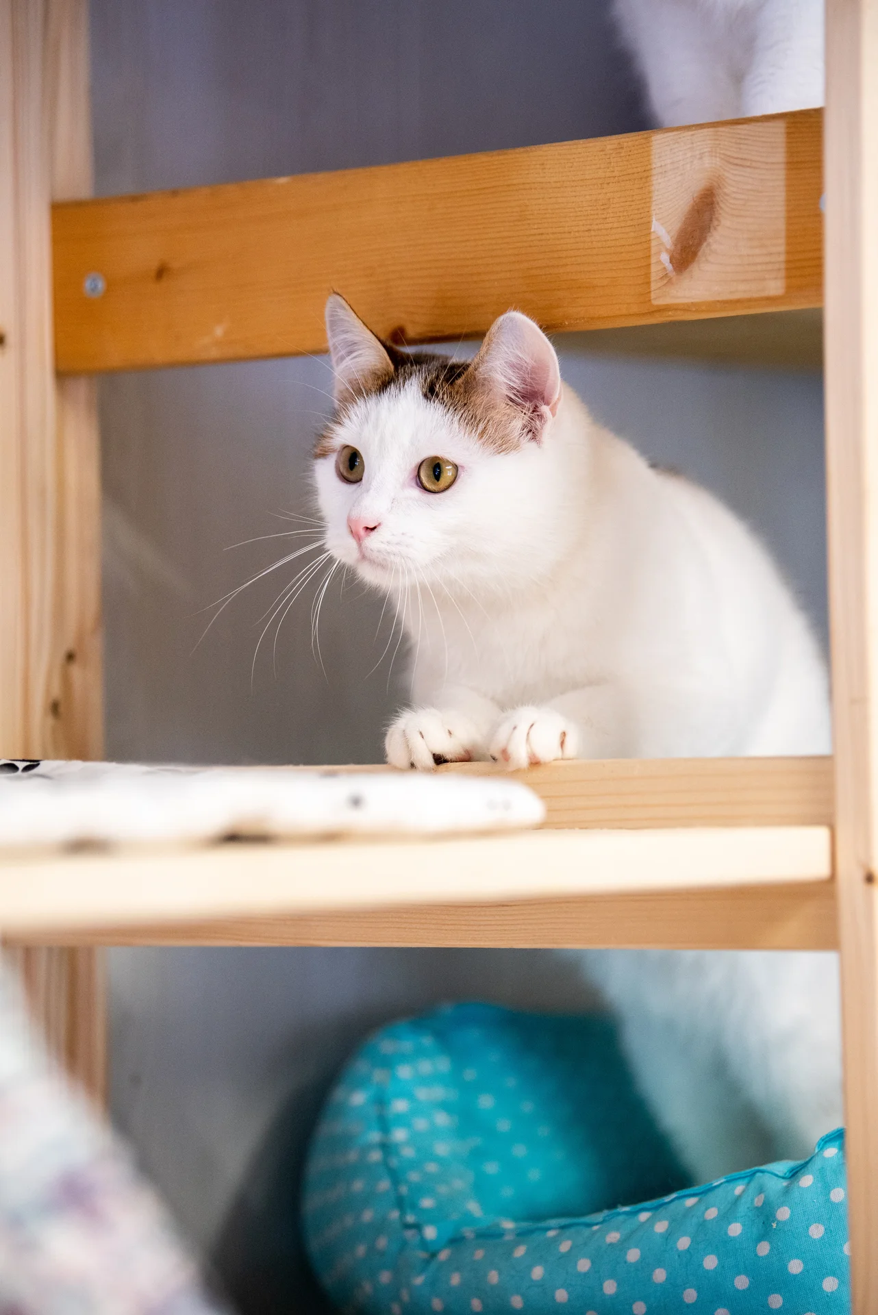 Котик Гена в добрые руки! - изображение 1