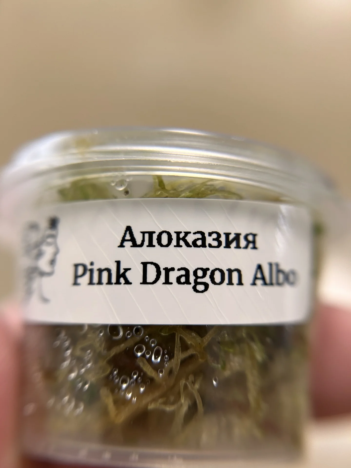 Алоказия Pink Dragon Albo - миниатюра 3