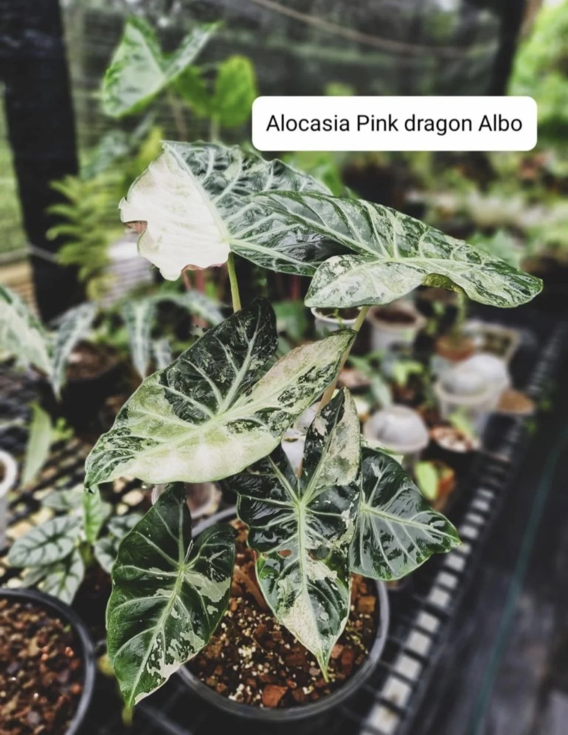 Алоказия Pink Dragon Albo - миниатюра 4