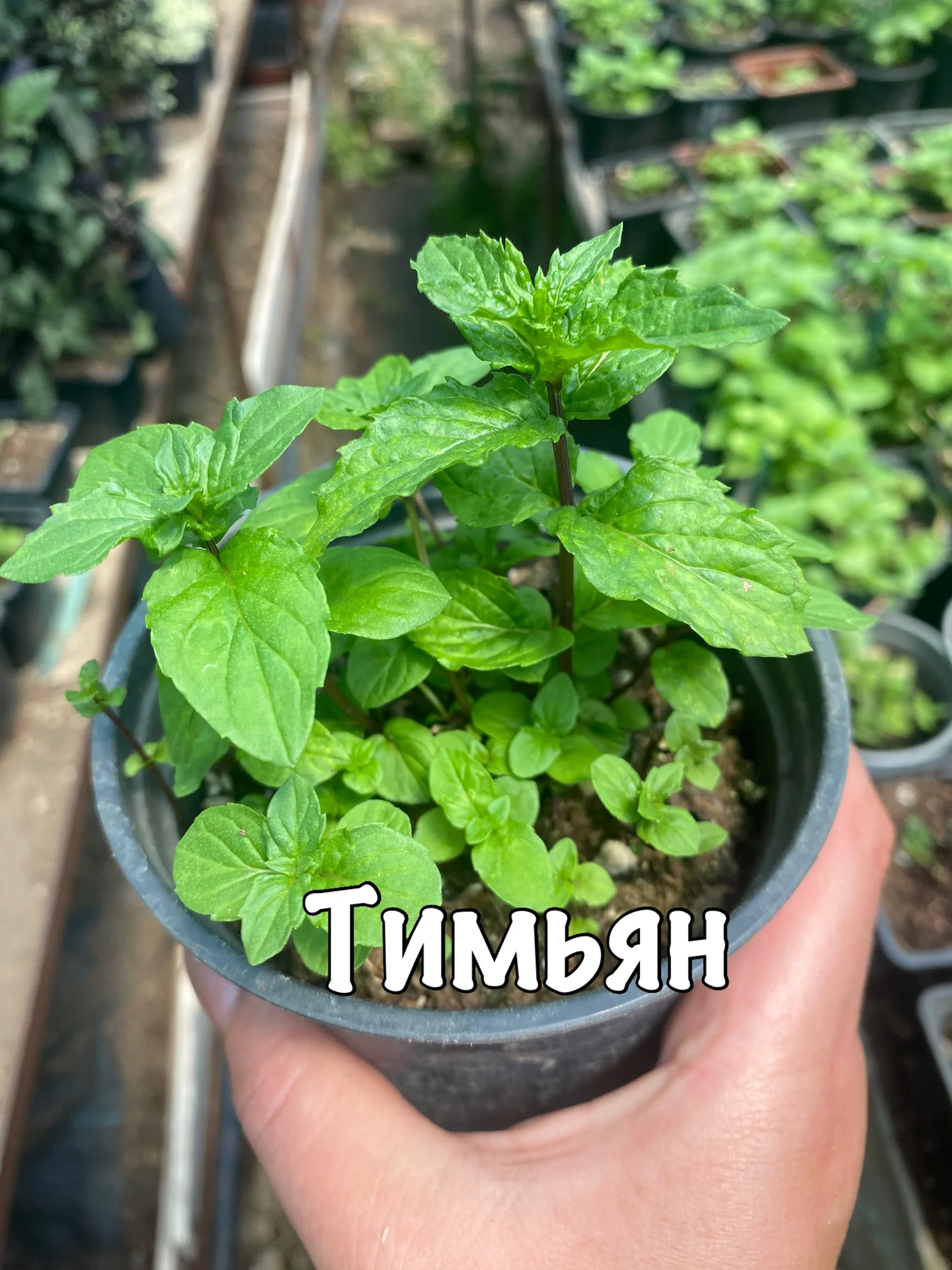Мята - изображение 1