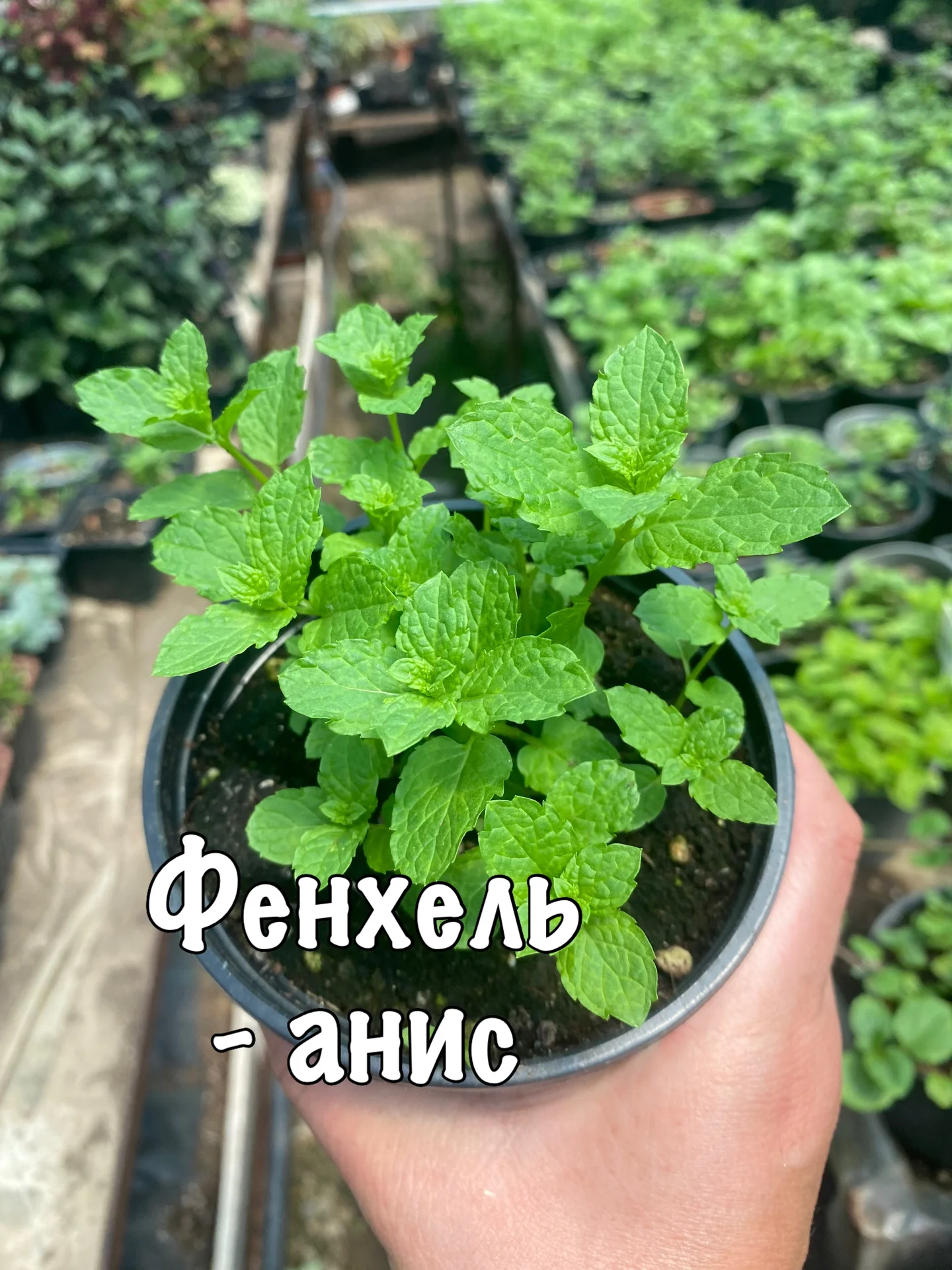 Мята - миниатюра 2