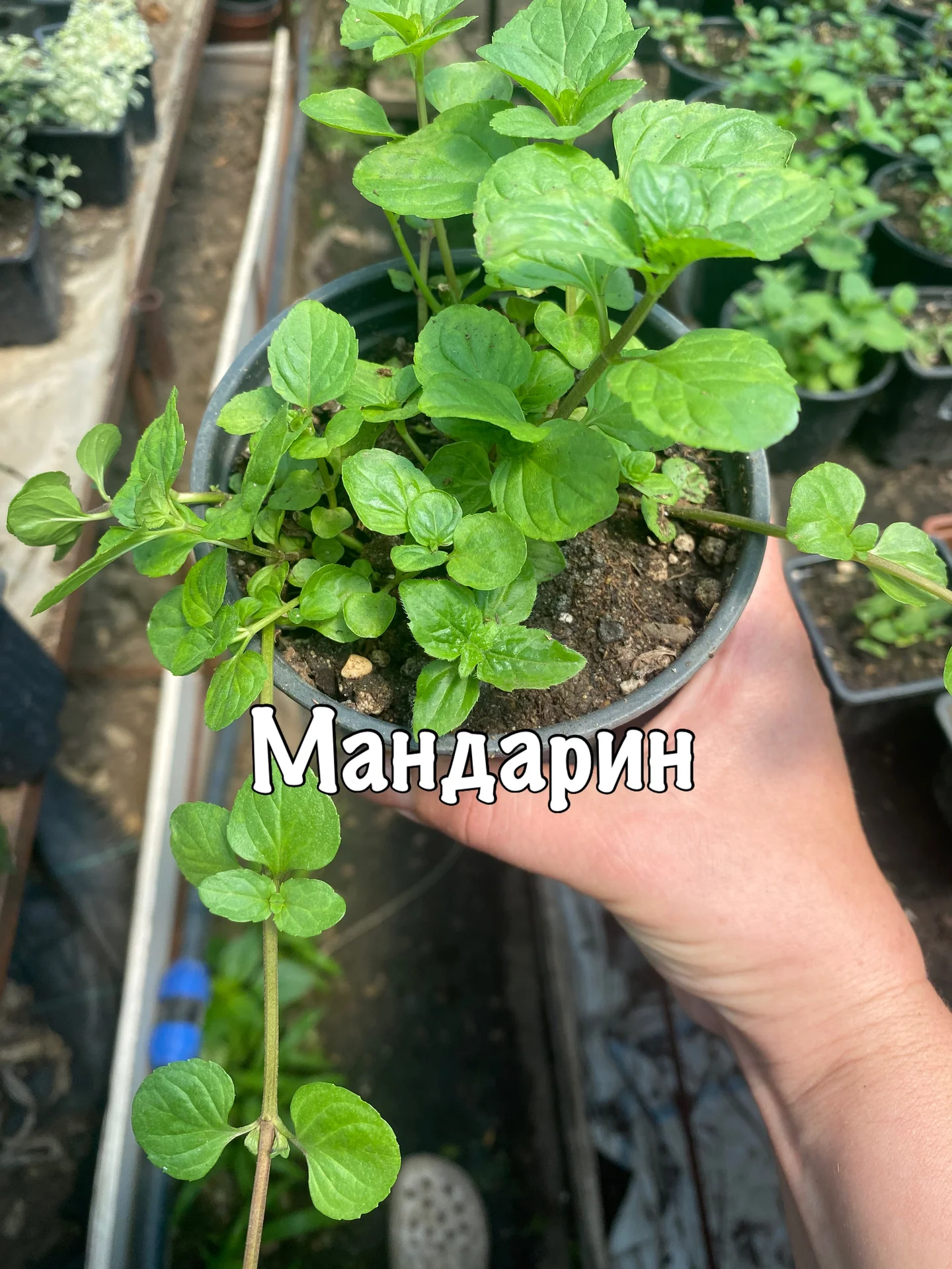 Мята - миниатюра 5