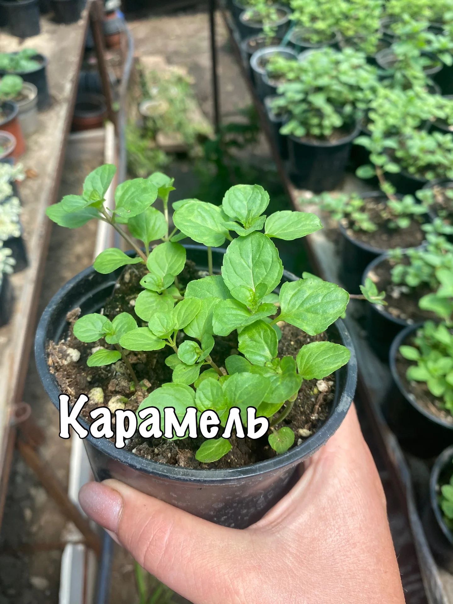 Мята - миниатюра 6