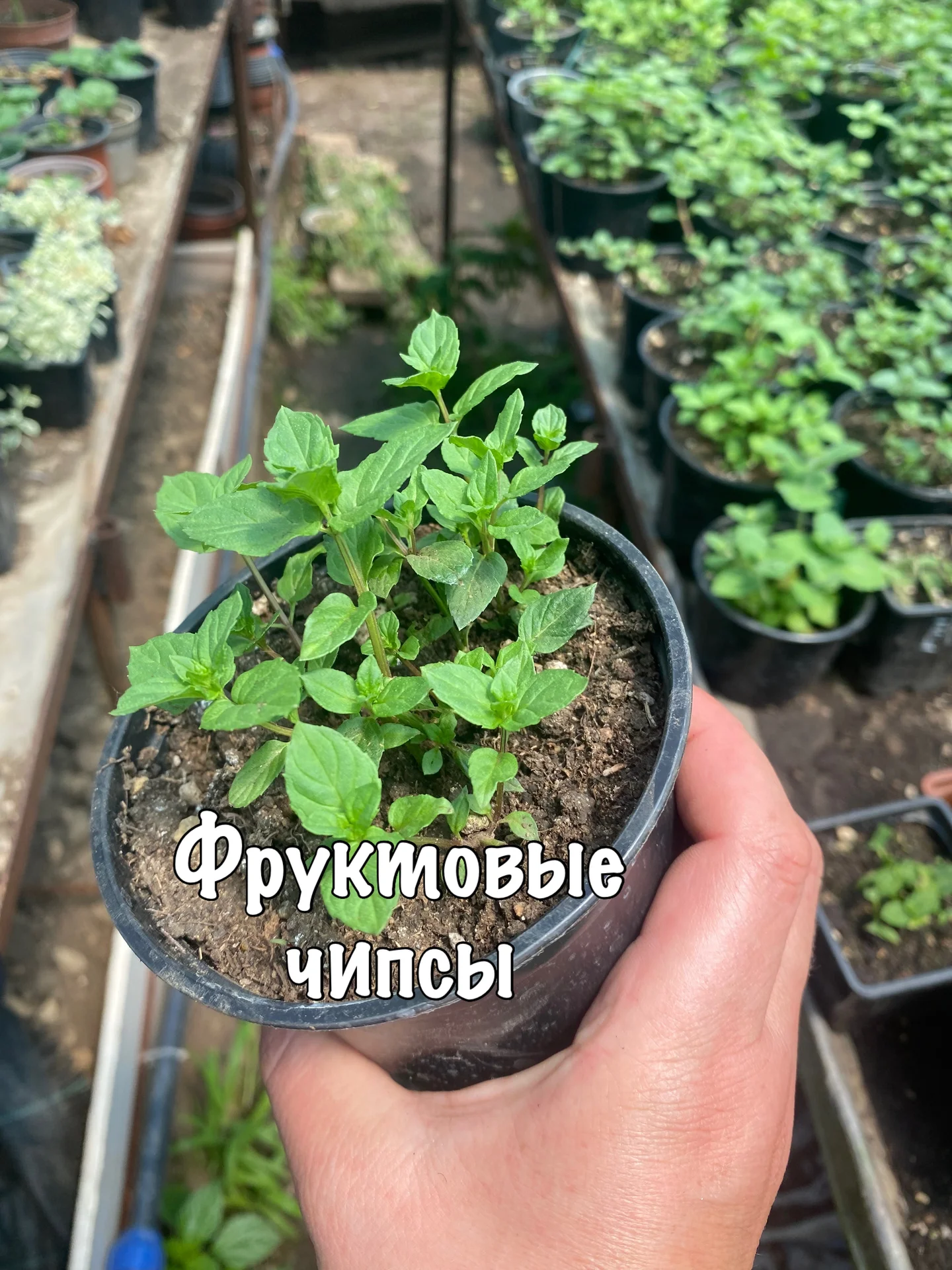 Мята - миниатюра 7