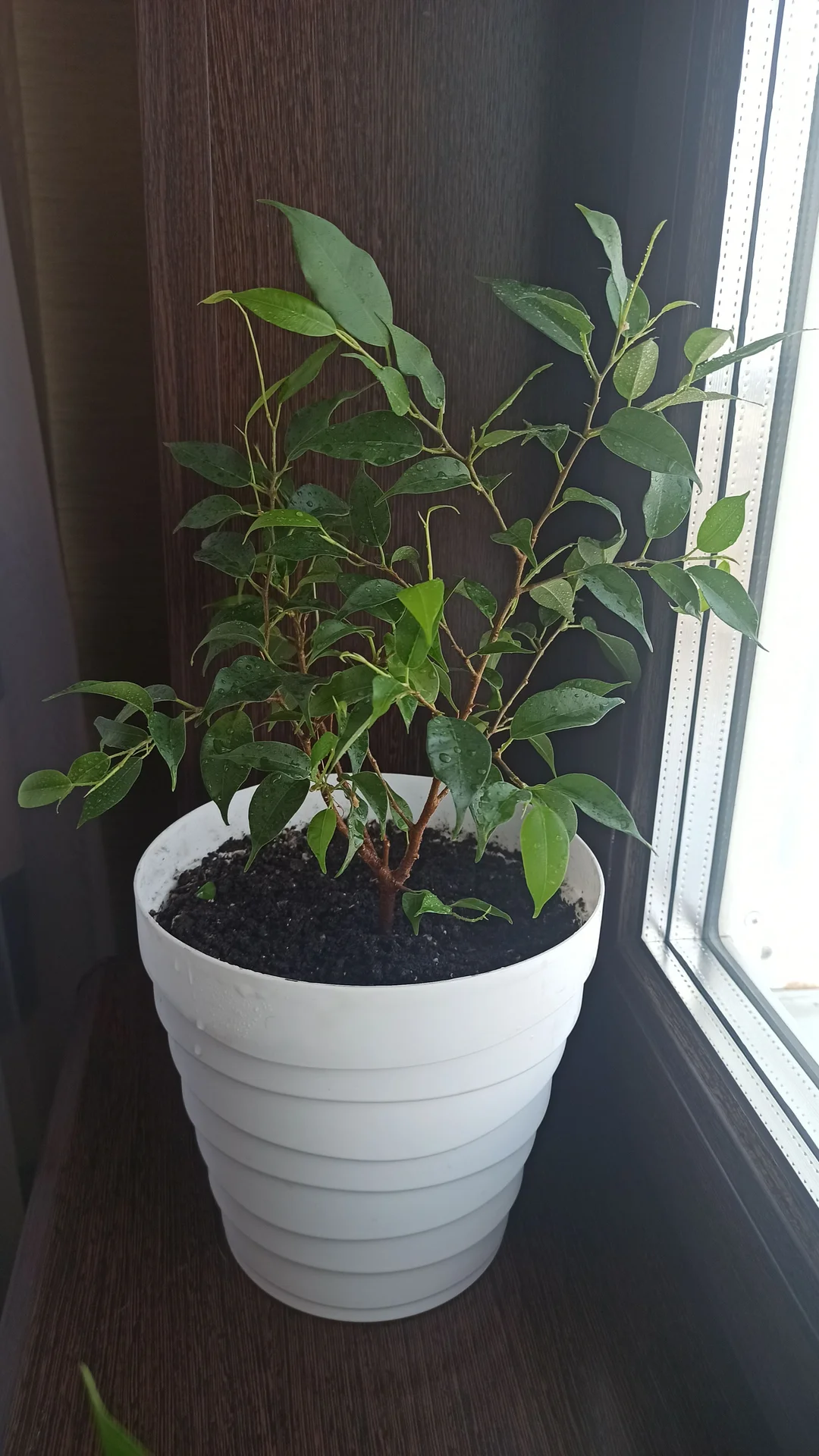 🌿 Комнатные цветы - миниатюра 2