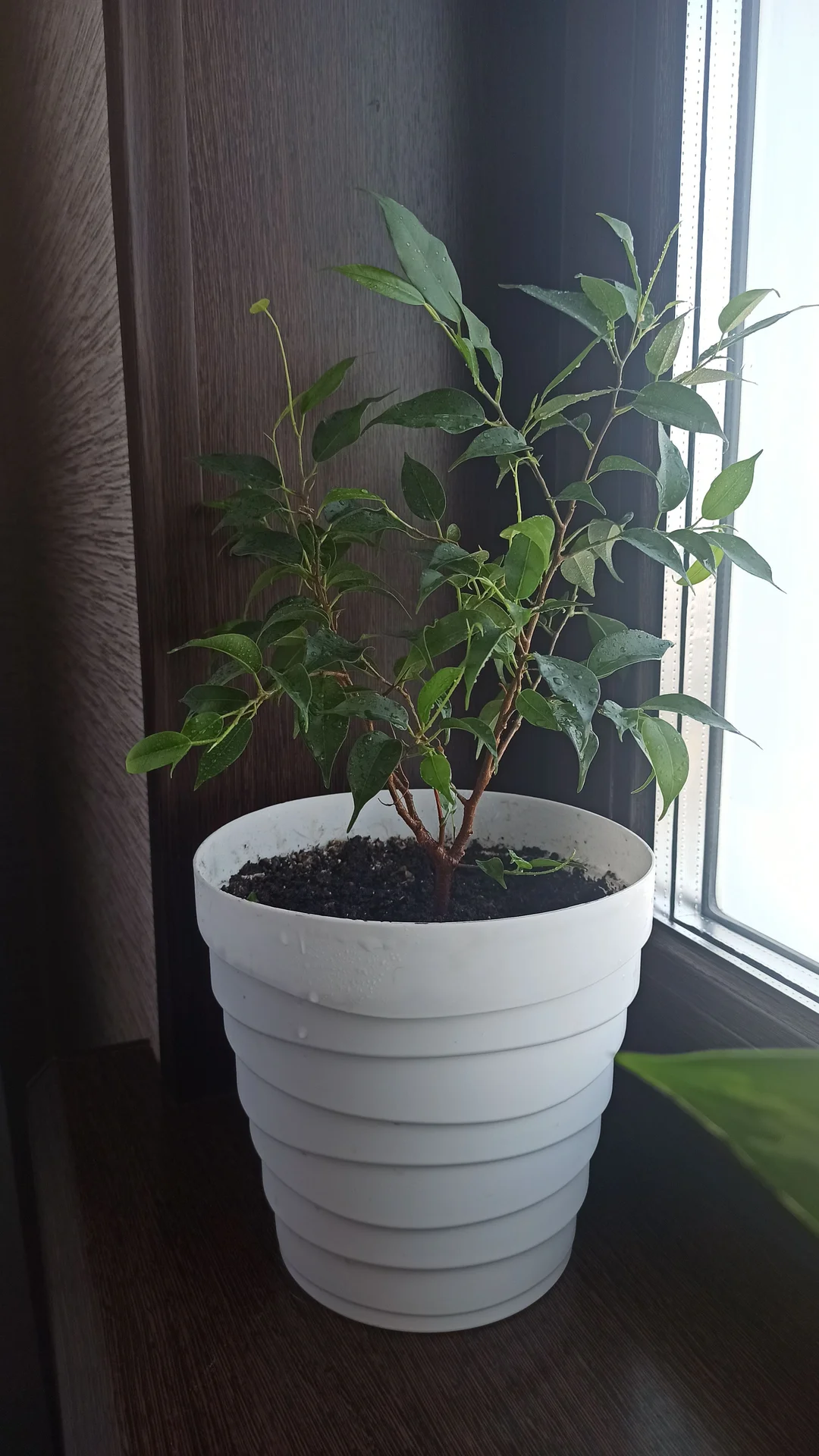 🌿 Комнатные цветы - миниатюра 3