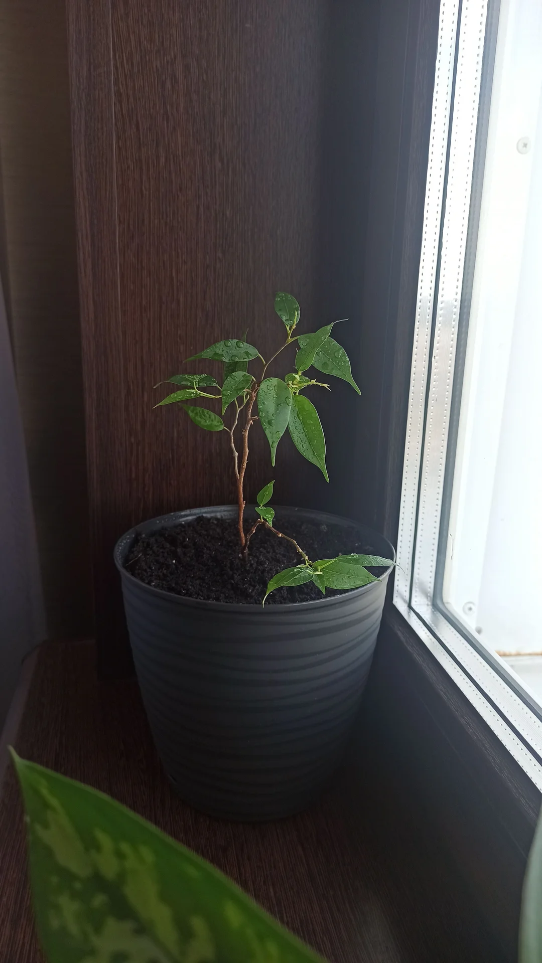 🌿 Комнатные цветы - миниатюра 4