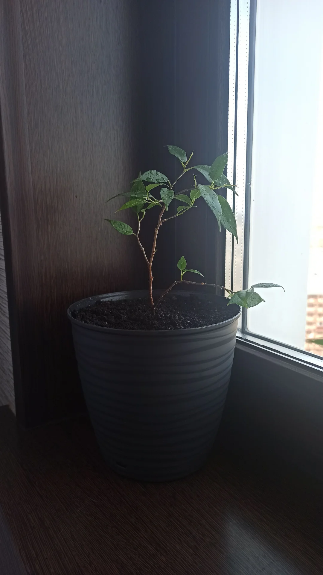 🌿 Комнатные цветы - миниатюра 5
