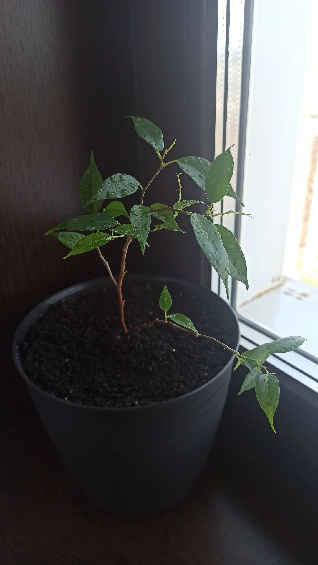 🌿 Комнатные цветы - миниатюра 6