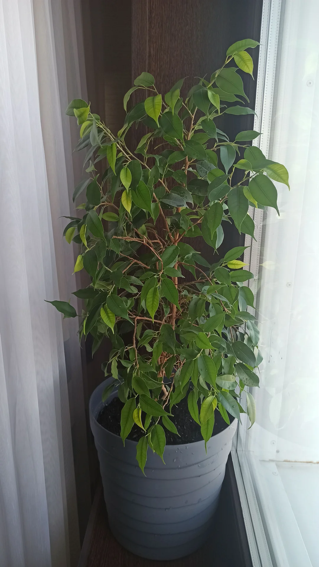 🌳 Комнатные цветы