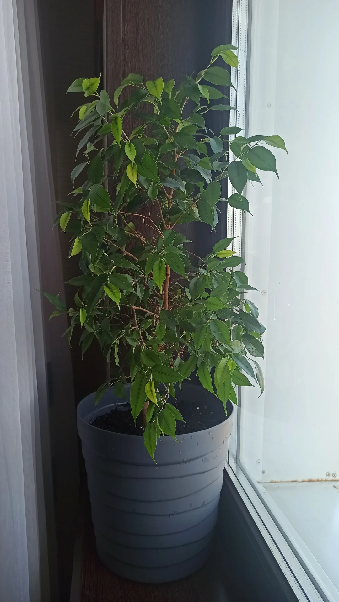🌳 Комнатные цветы - миниатюра 2