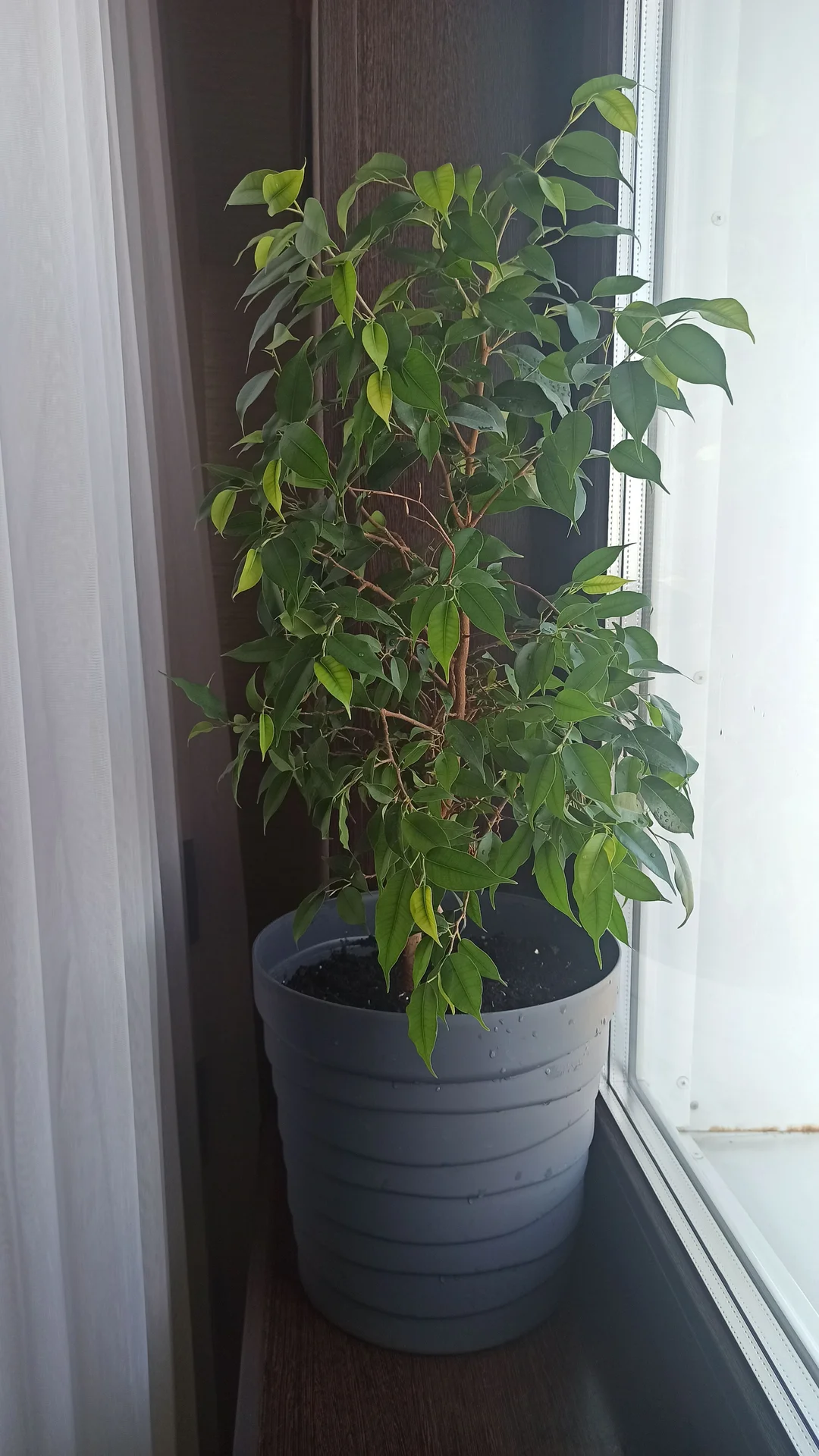 🌳 Комнатные цветы - миниатюра 3