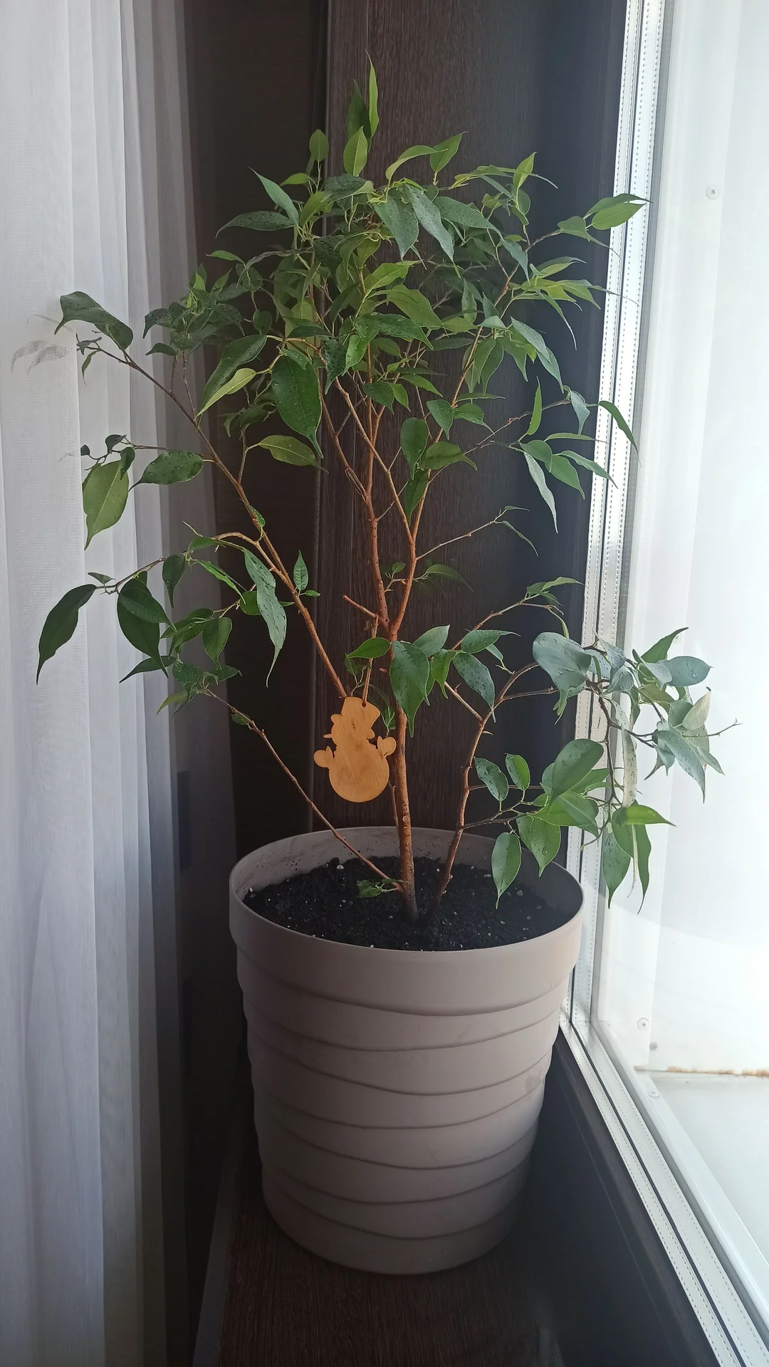 🌳 Комнатные цветы - миниатюра 4
