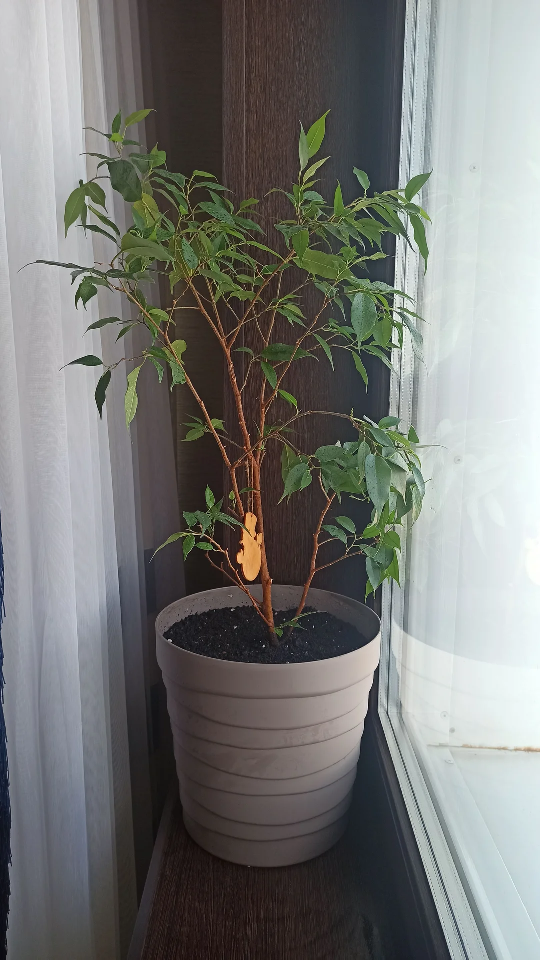 🌳 Комнатные цветы - миниатюра 5