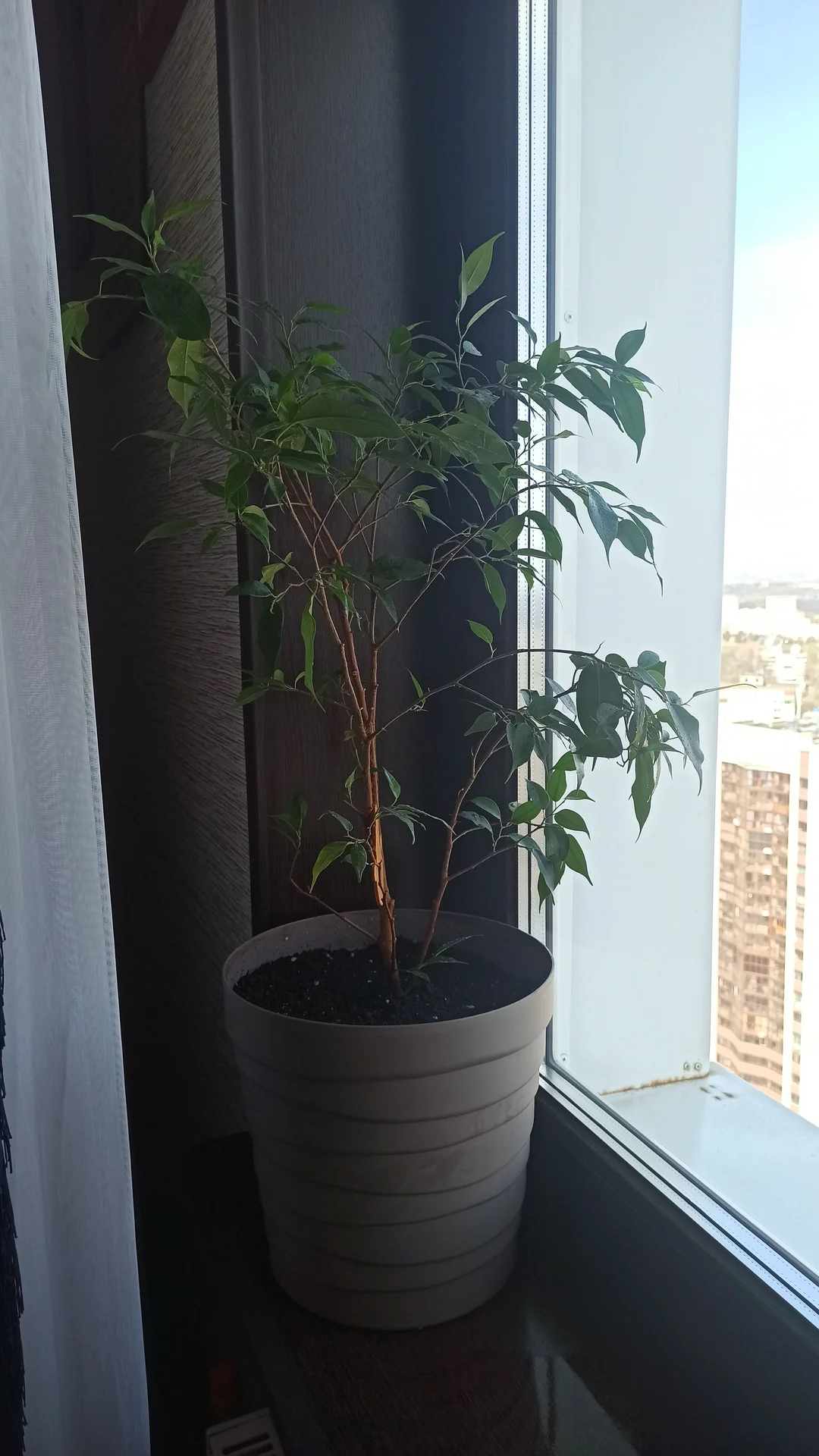 🌳 Комнатные цветы - миниатюра 6