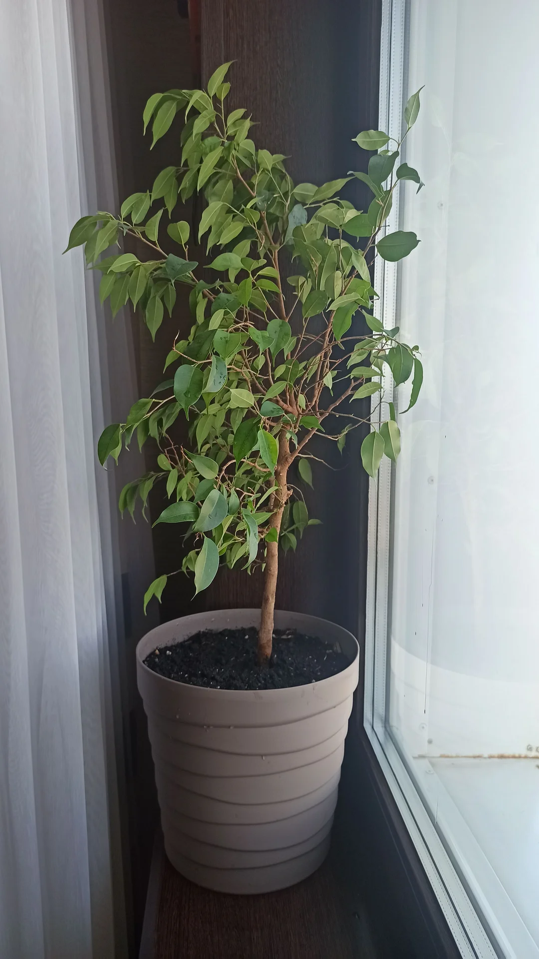 🌳 Комнатные цветы - миниатюра 7