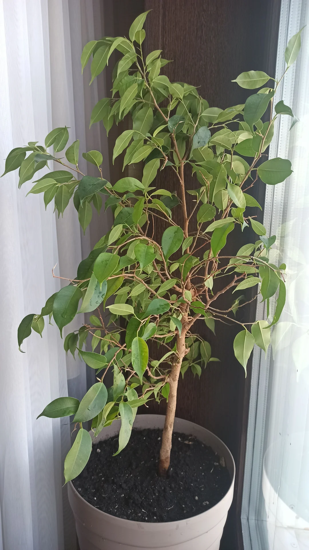 🌳 Комнатные цветы - миниатюра 8