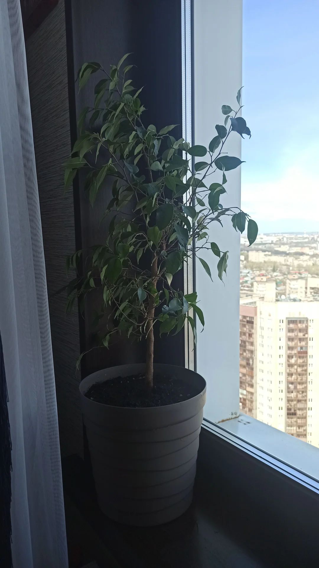 🌳 Комнатные цветы - миниатюра 9