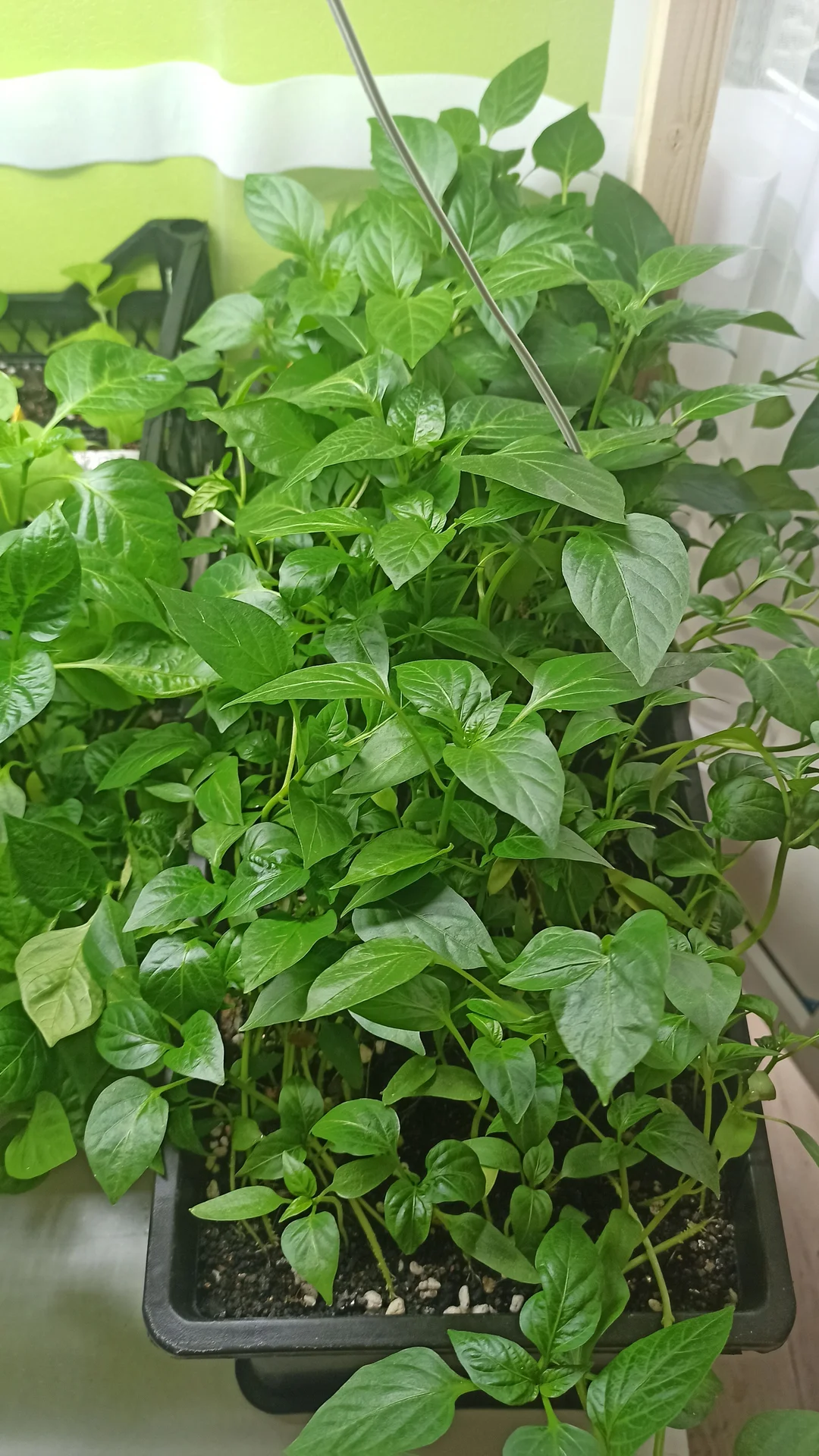 🌶 Своя рассада перцев - изображение 1