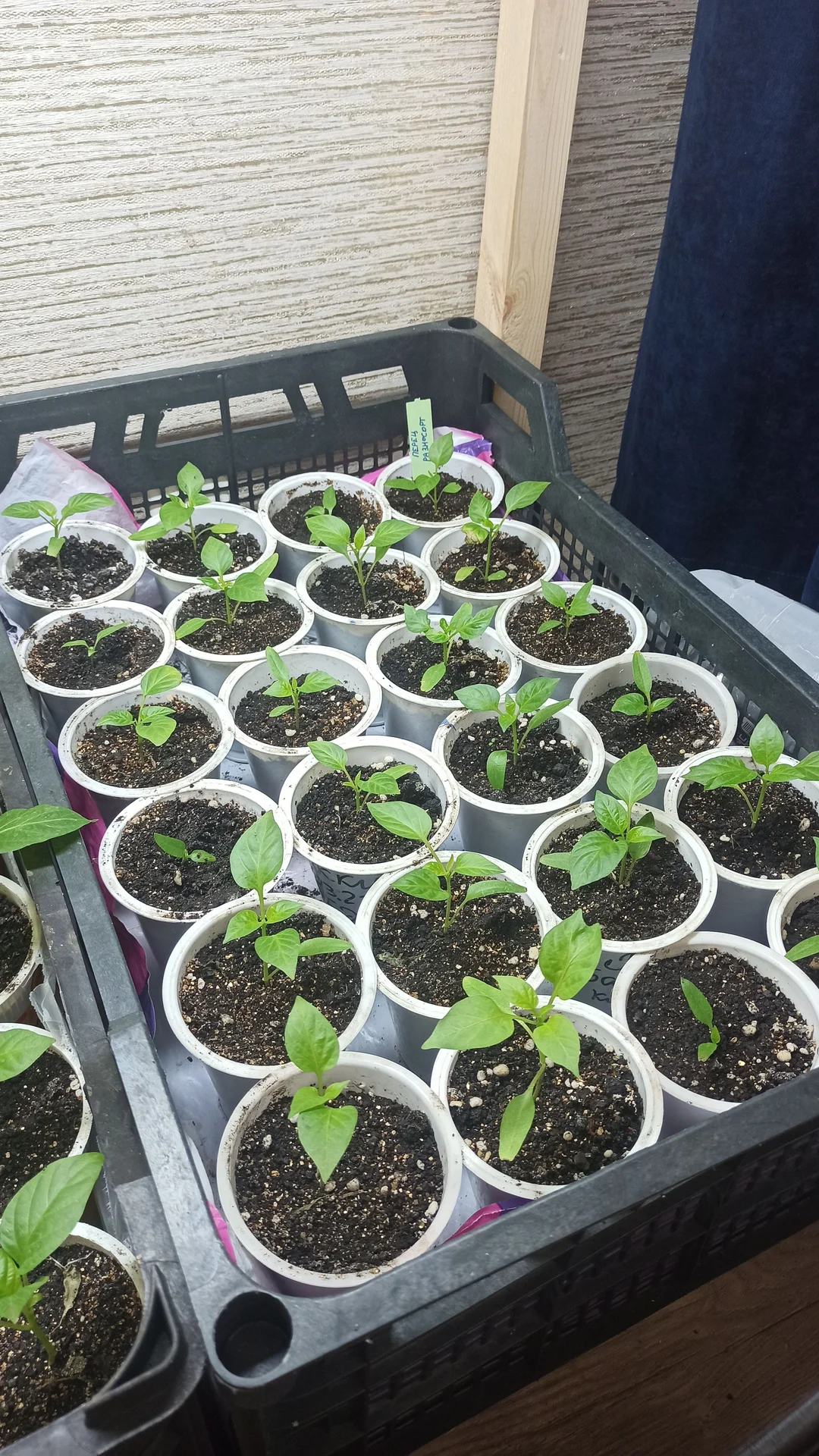 🌶 Своя рассада перцев - миниатюра 6