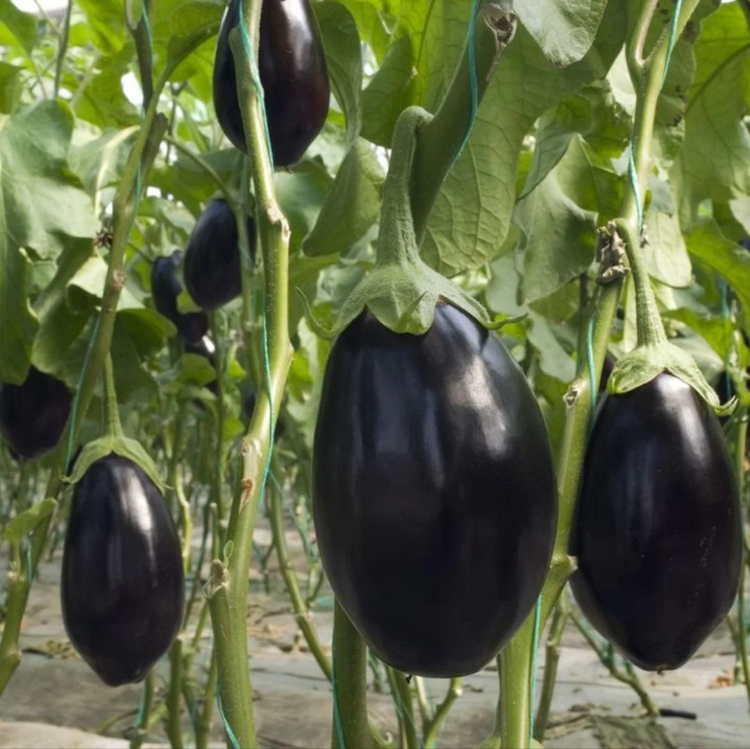 🍆 Рассада Баклажан «Чёрный красавец» - миниатюра 5