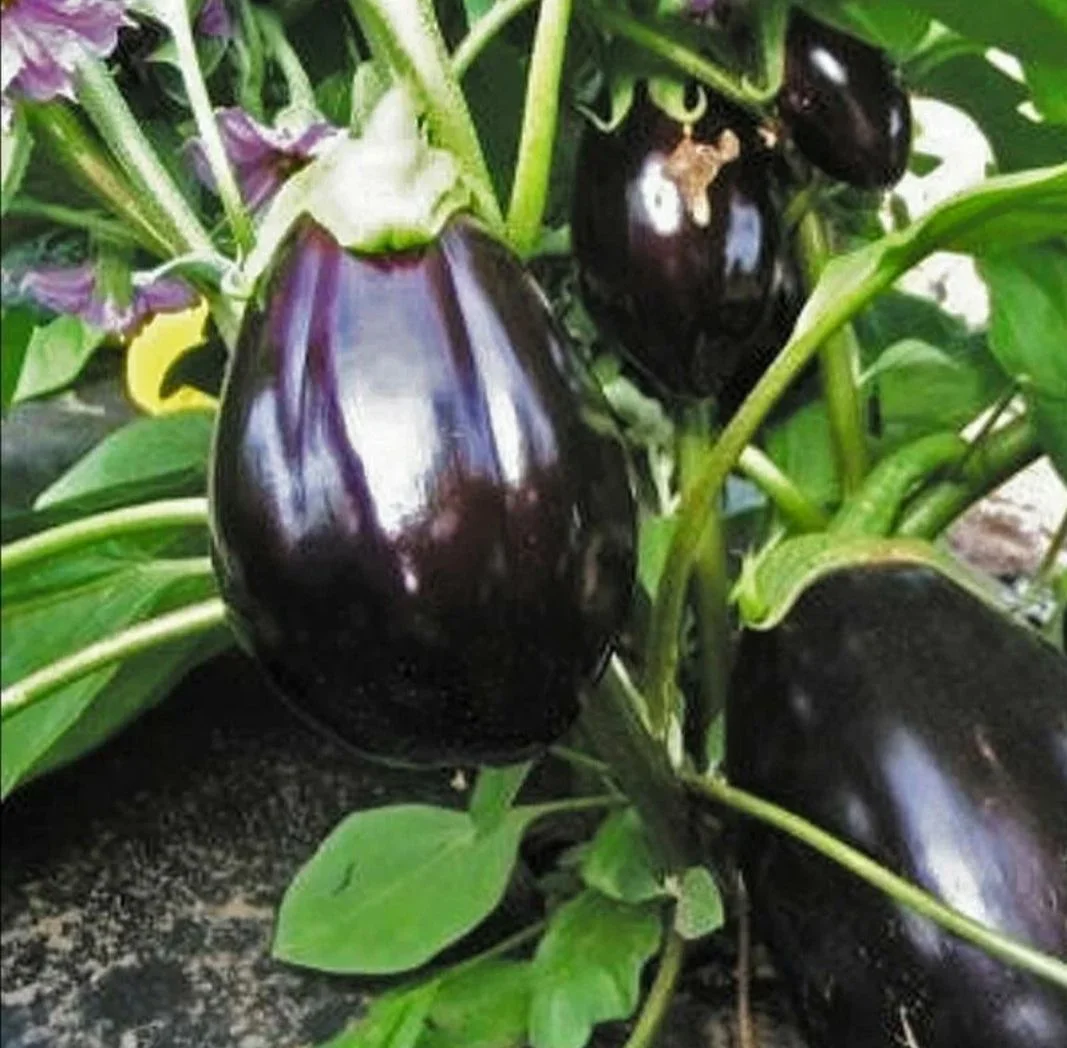🍆 Рассада Баклажан «Чёрный красавец» - миниатюра 6