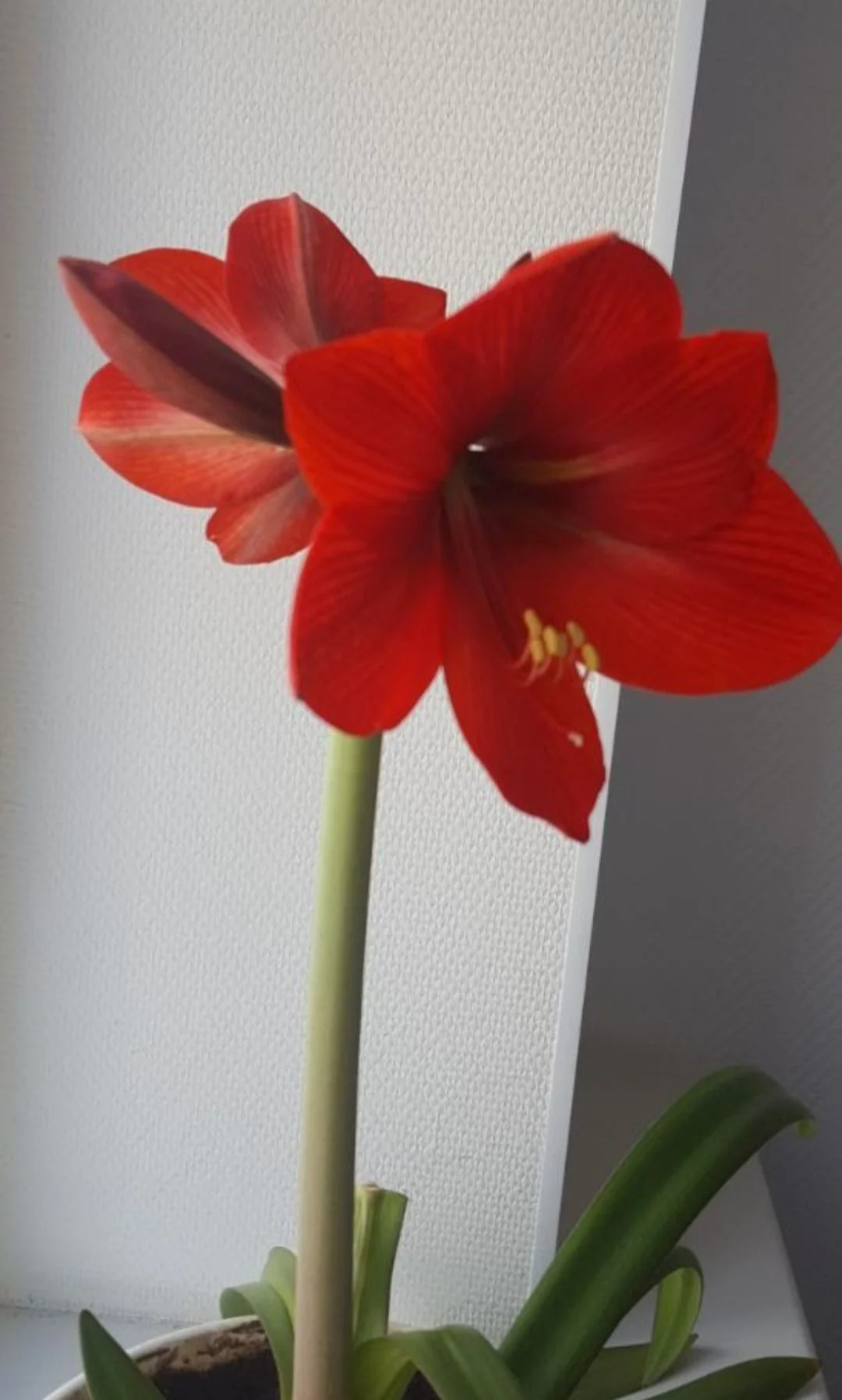 🌺 Комнатные цветы - миниатюра 10