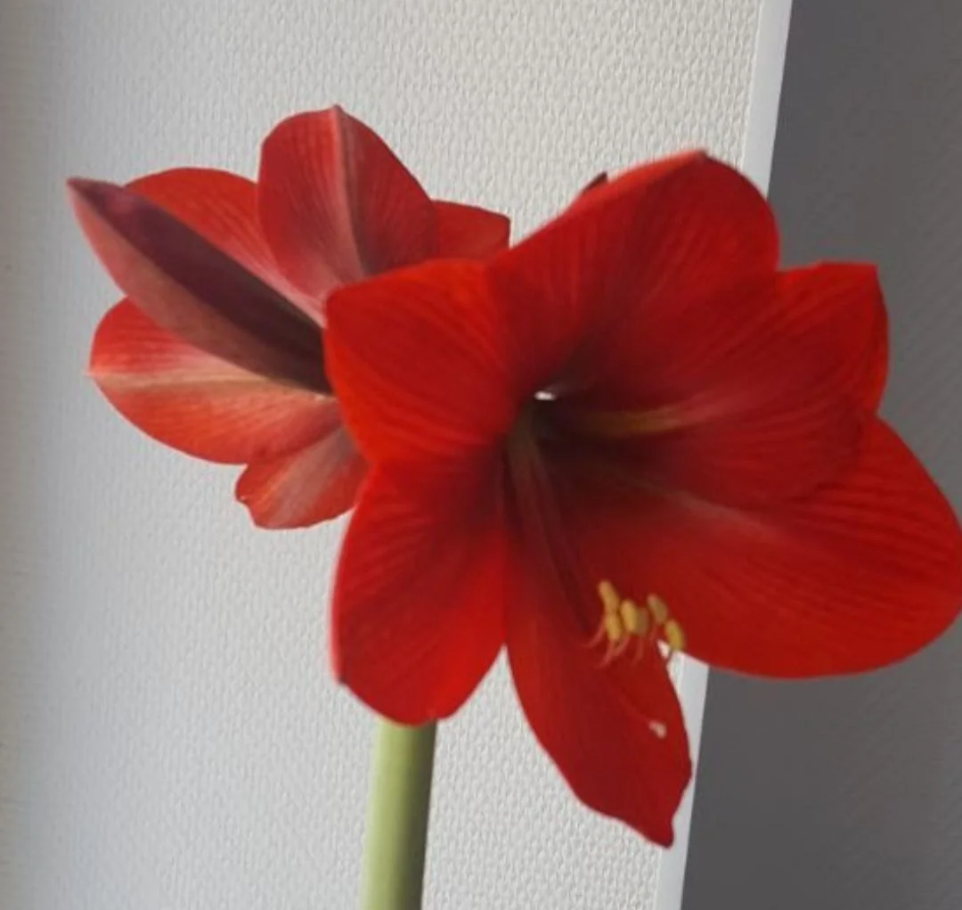 🌺 Комнатные цветы - миниатюра 11