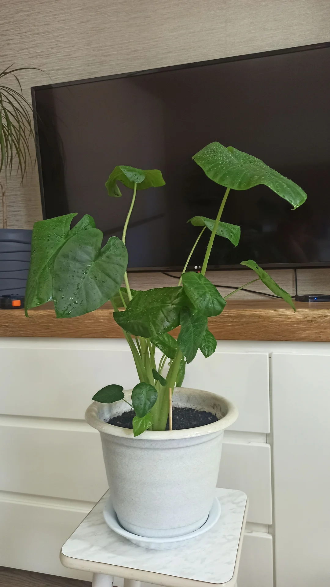 🌿 Комнатные цветы - миниатюра 2