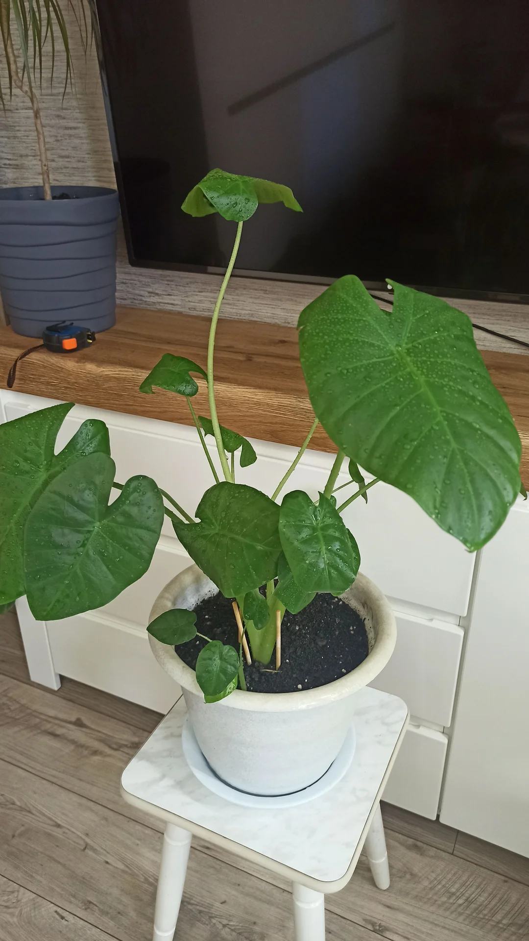 🌿 Комнатные цветы - миниатюра 3