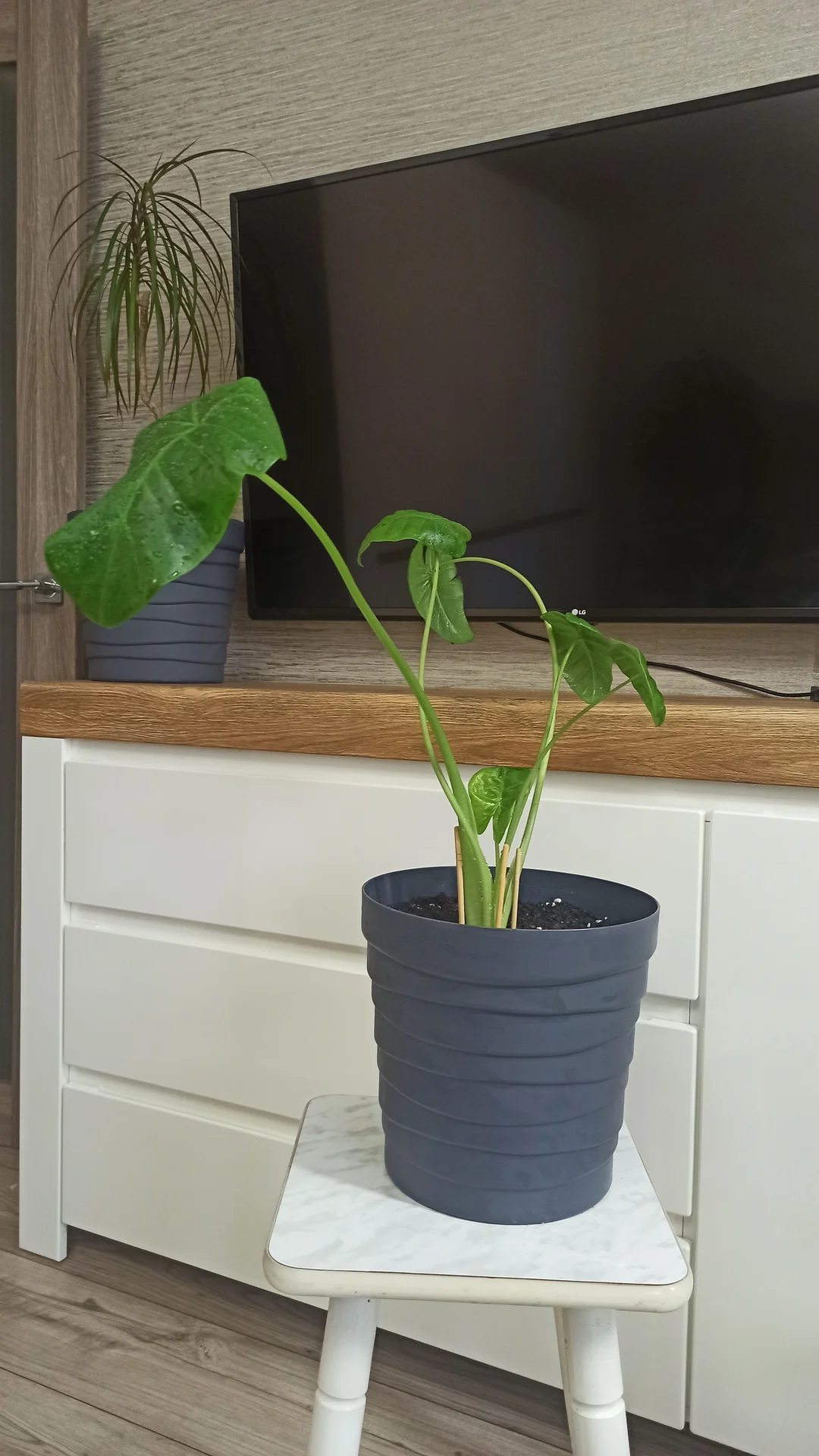 🌿 Комнатные цветы - миниатюра 4