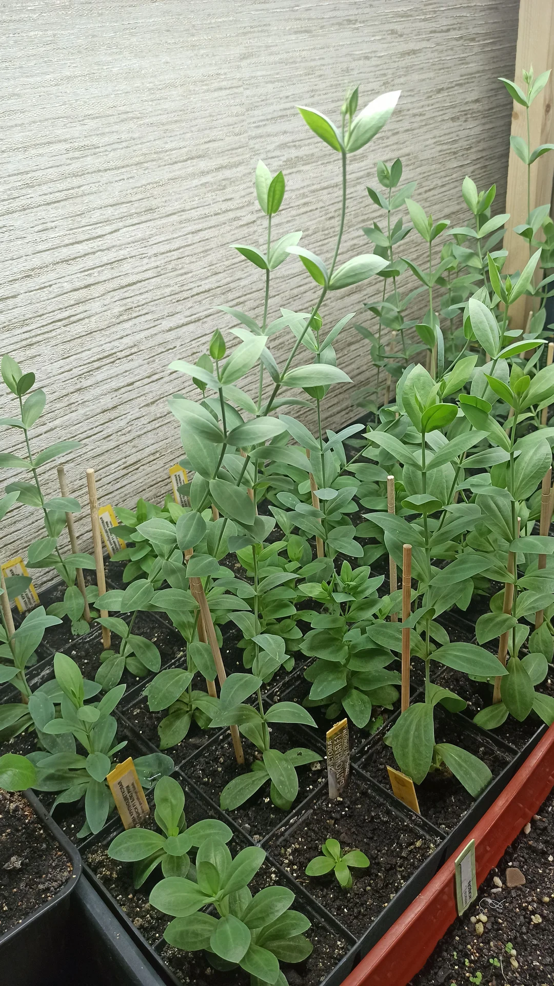 🌱 КАССЕТЫ ДЛЯ РАССАДЫ – 25 ЯЧЕЕК + ПОДДОН - миниатюра 6
