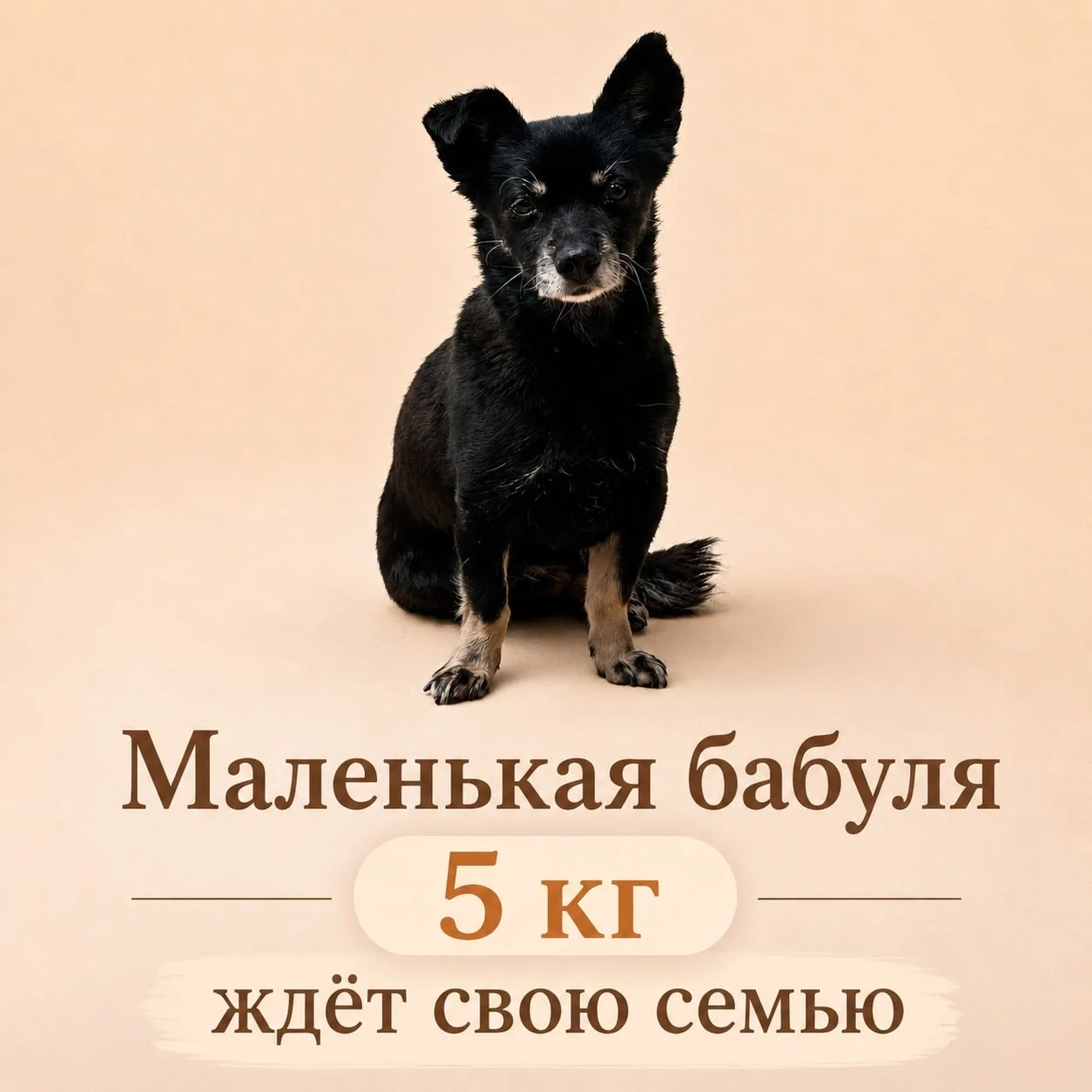 Бабуля ищет дом - изображение 1
