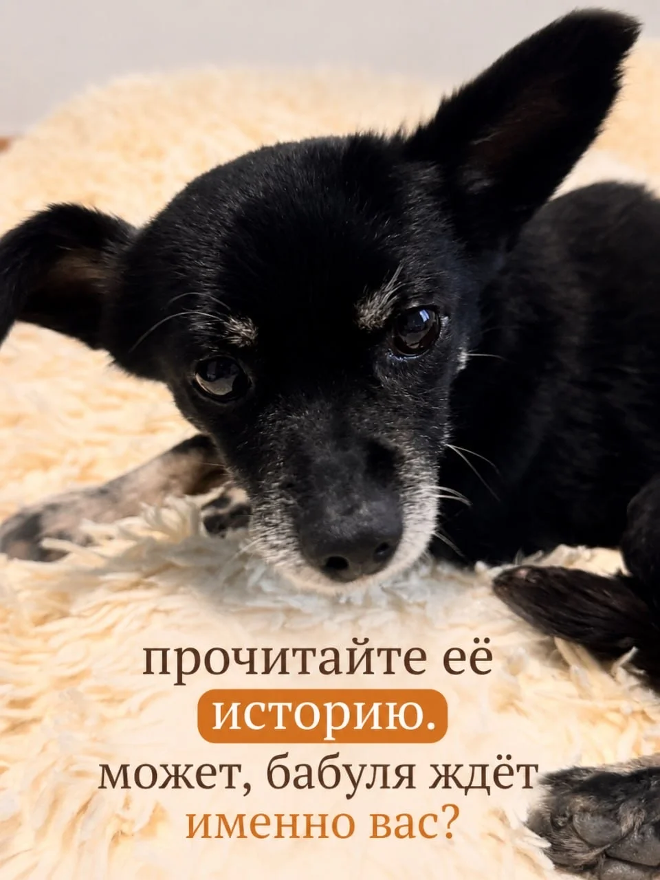 Бабуля ищет дом - миниатюра 3