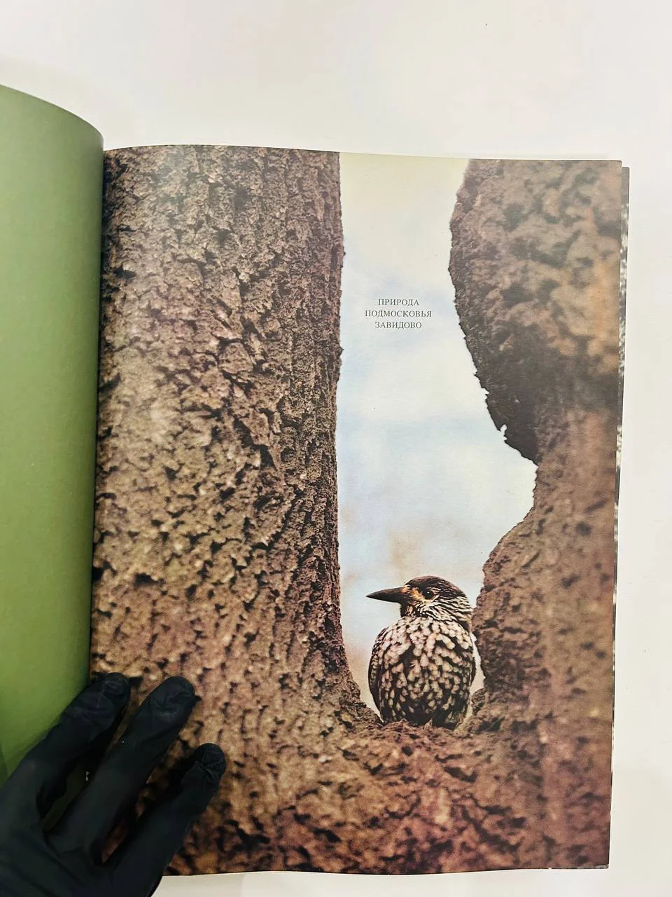 Книга Фотоальбом Природа подмосковья Завидово 1984 год - миниатюра 2