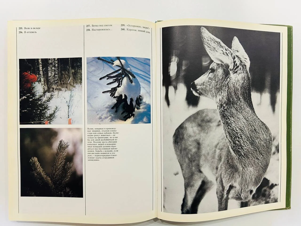 Книга Фотоальбом Природа подмосковья Завидово 1984 год - миниатюра 5