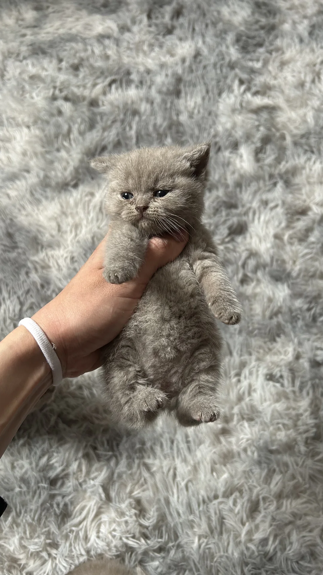 Шотландские котята - миниатюра 2