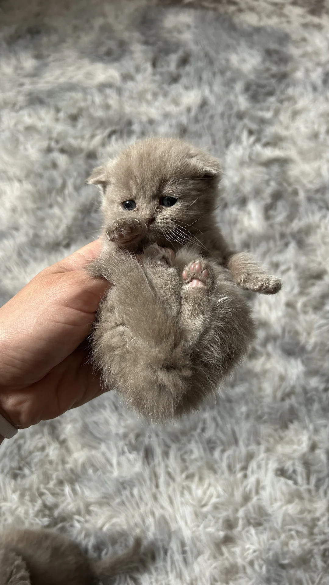 Шотландские котята - миниатюра 3
