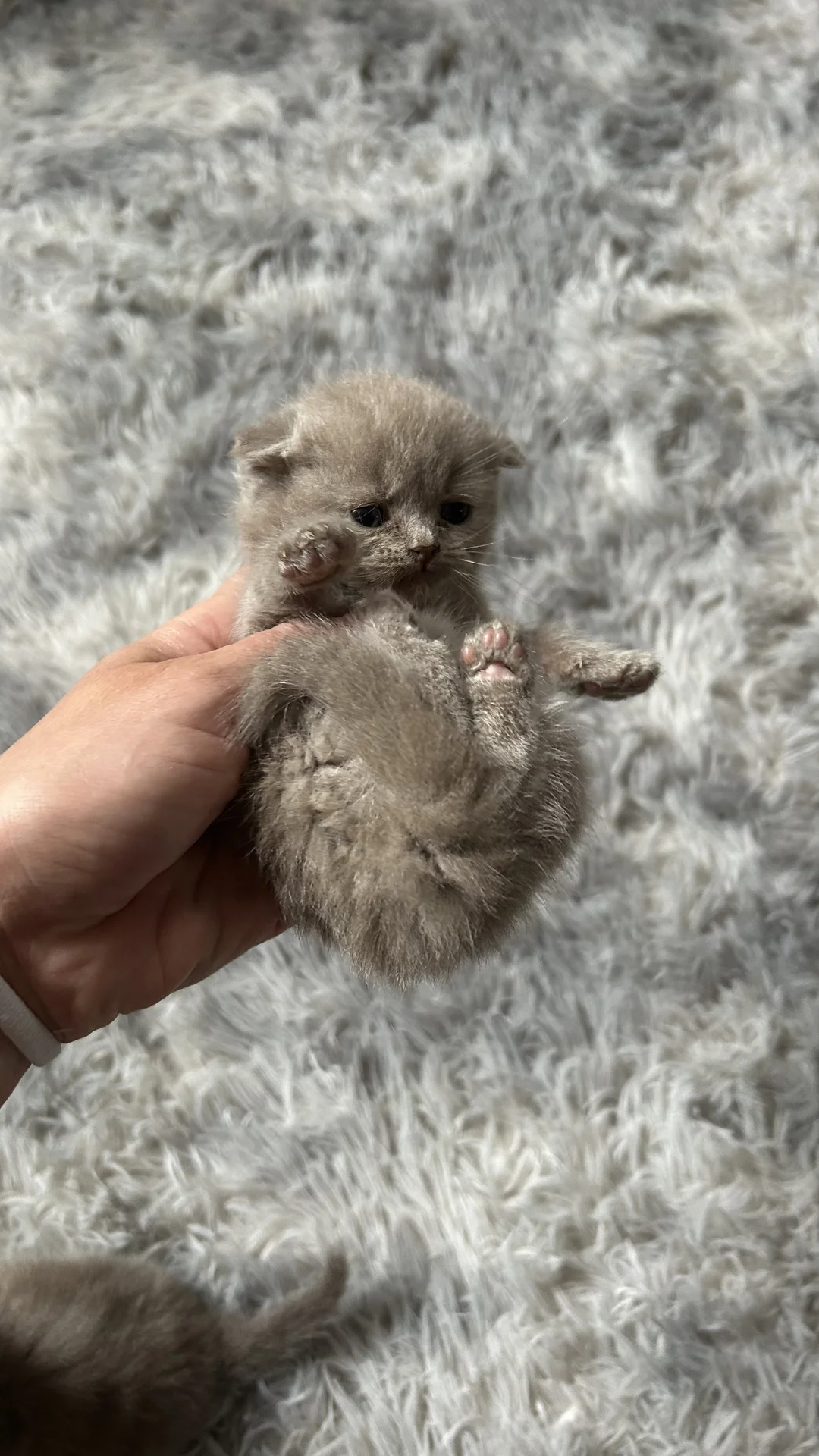 Шотландские котята - миниатюра 4
