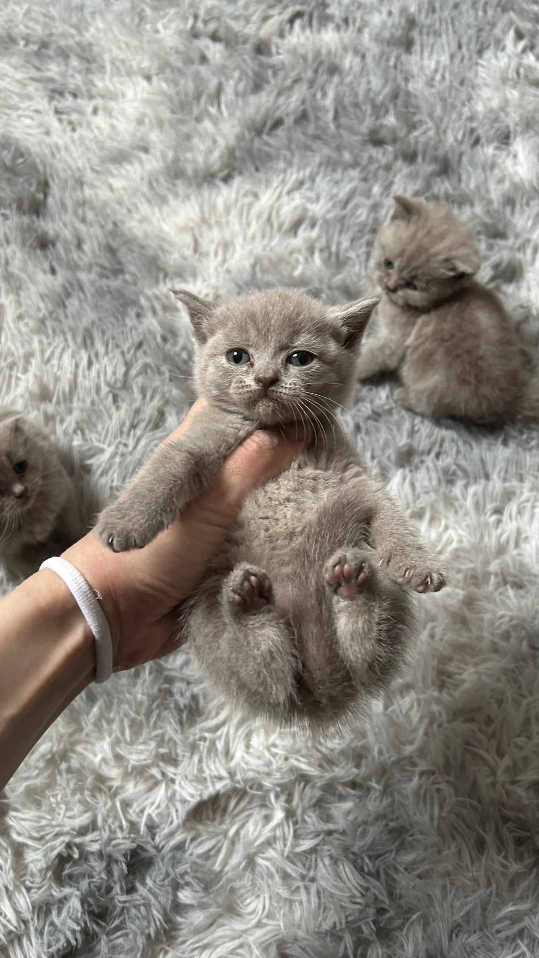 Шотландские котята - миниатюра 6