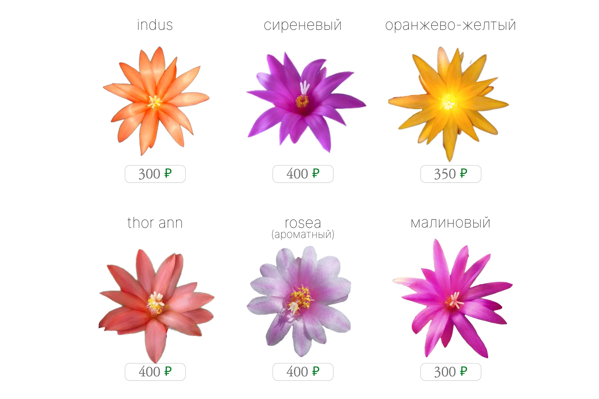 Рипсалидопсисы сортовые пасхальник - миниатюра 2