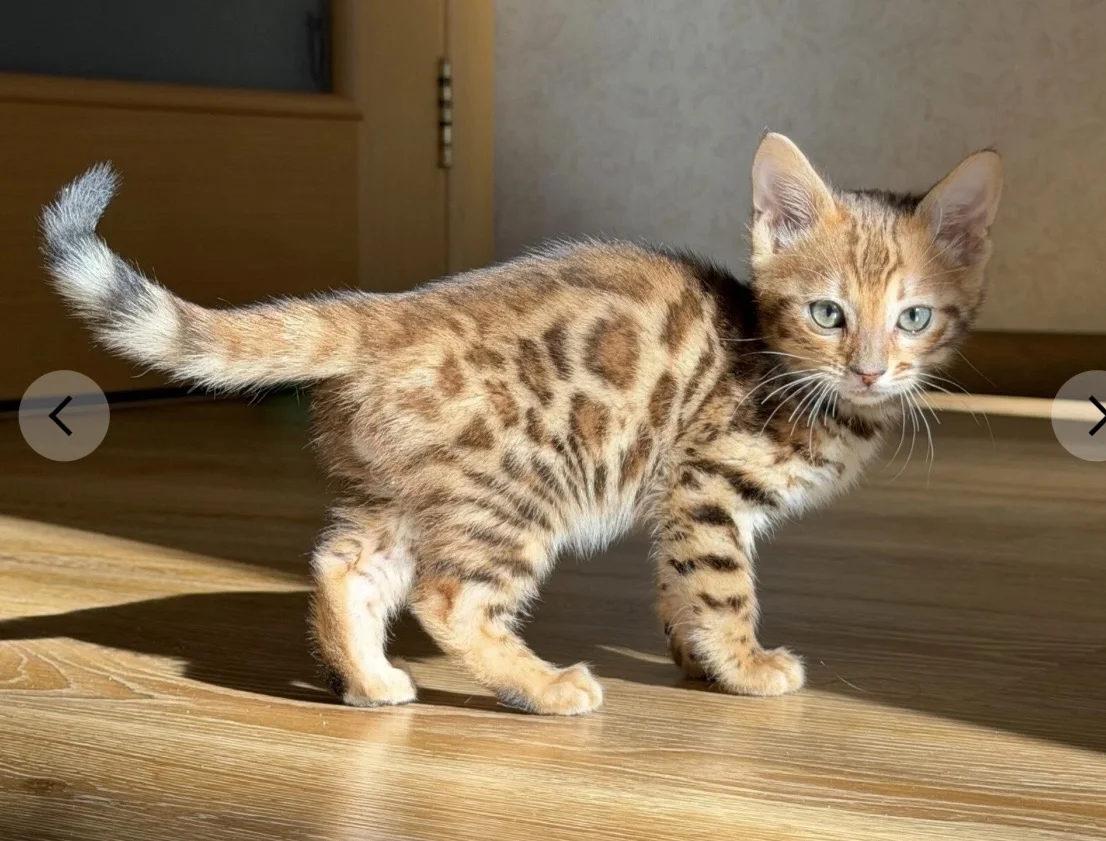 Котята бенгальской породы - изображение 1
