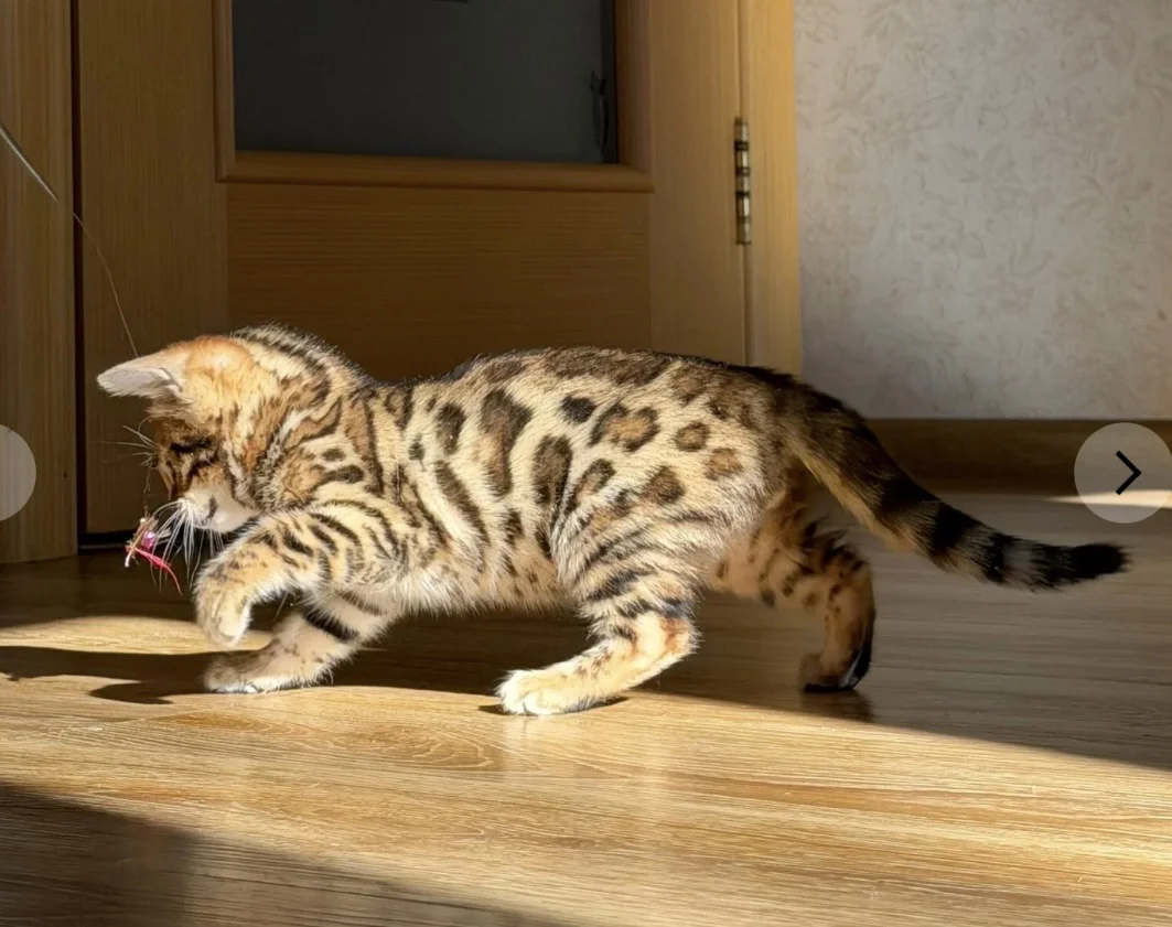 Котята бенгальской породы - миниатюра 2