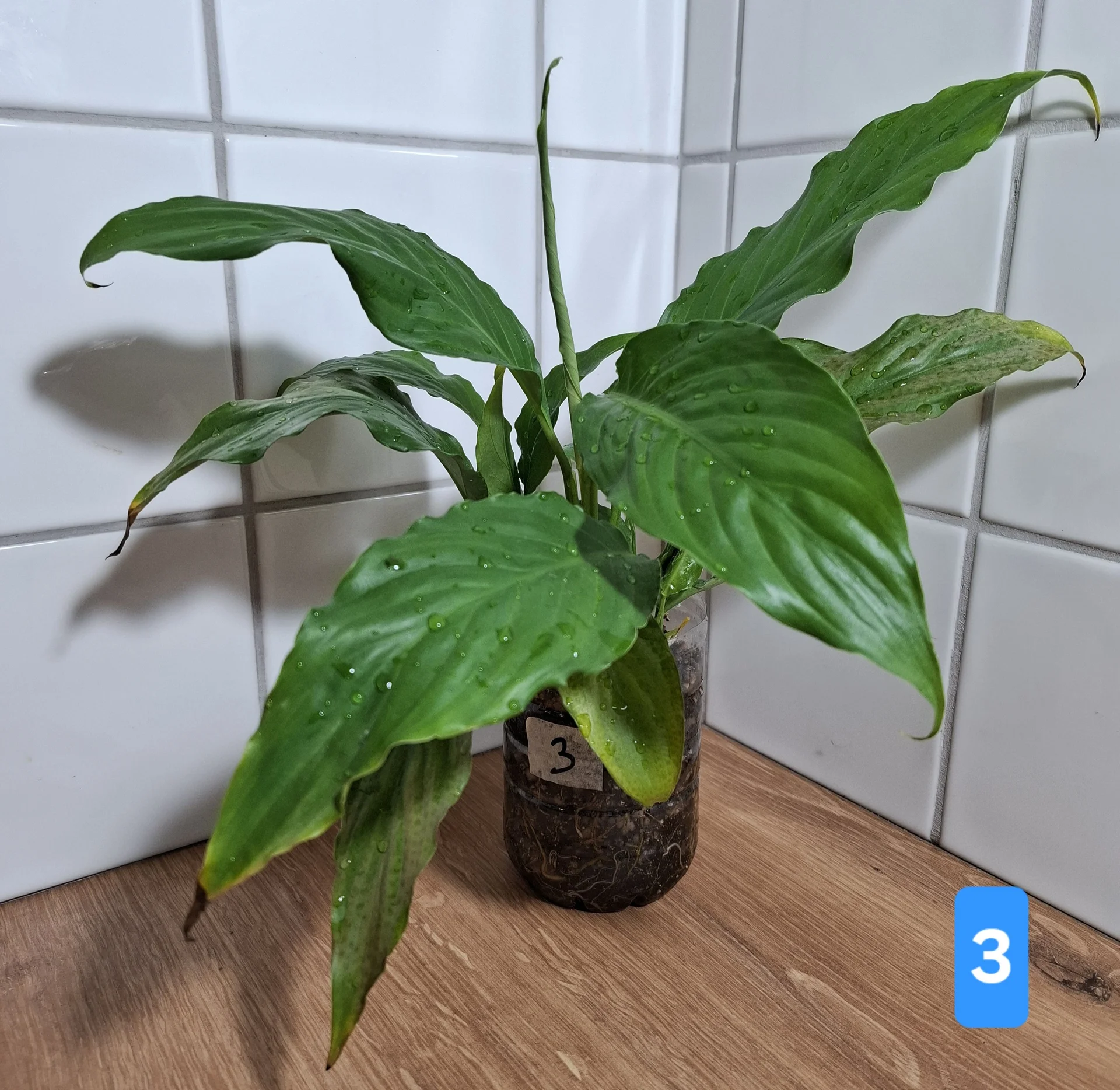Спатифиллум - изображение 1
