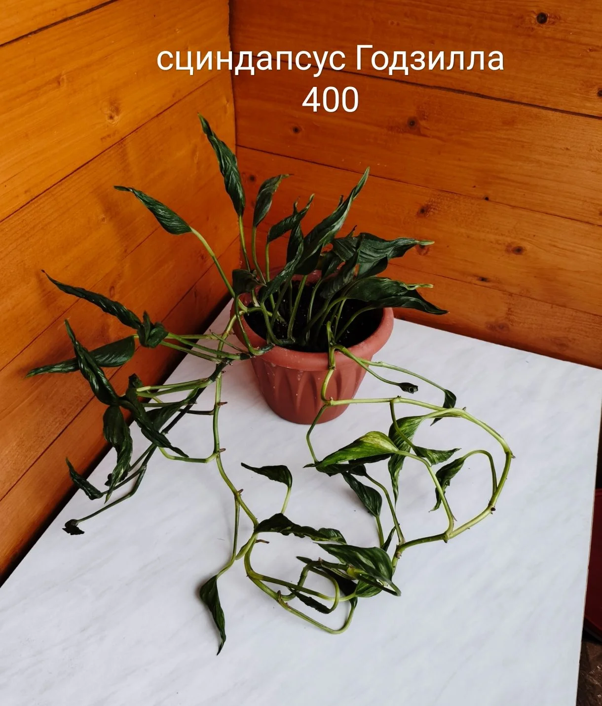 Сингониум, сциндапсус - миниатюра 3