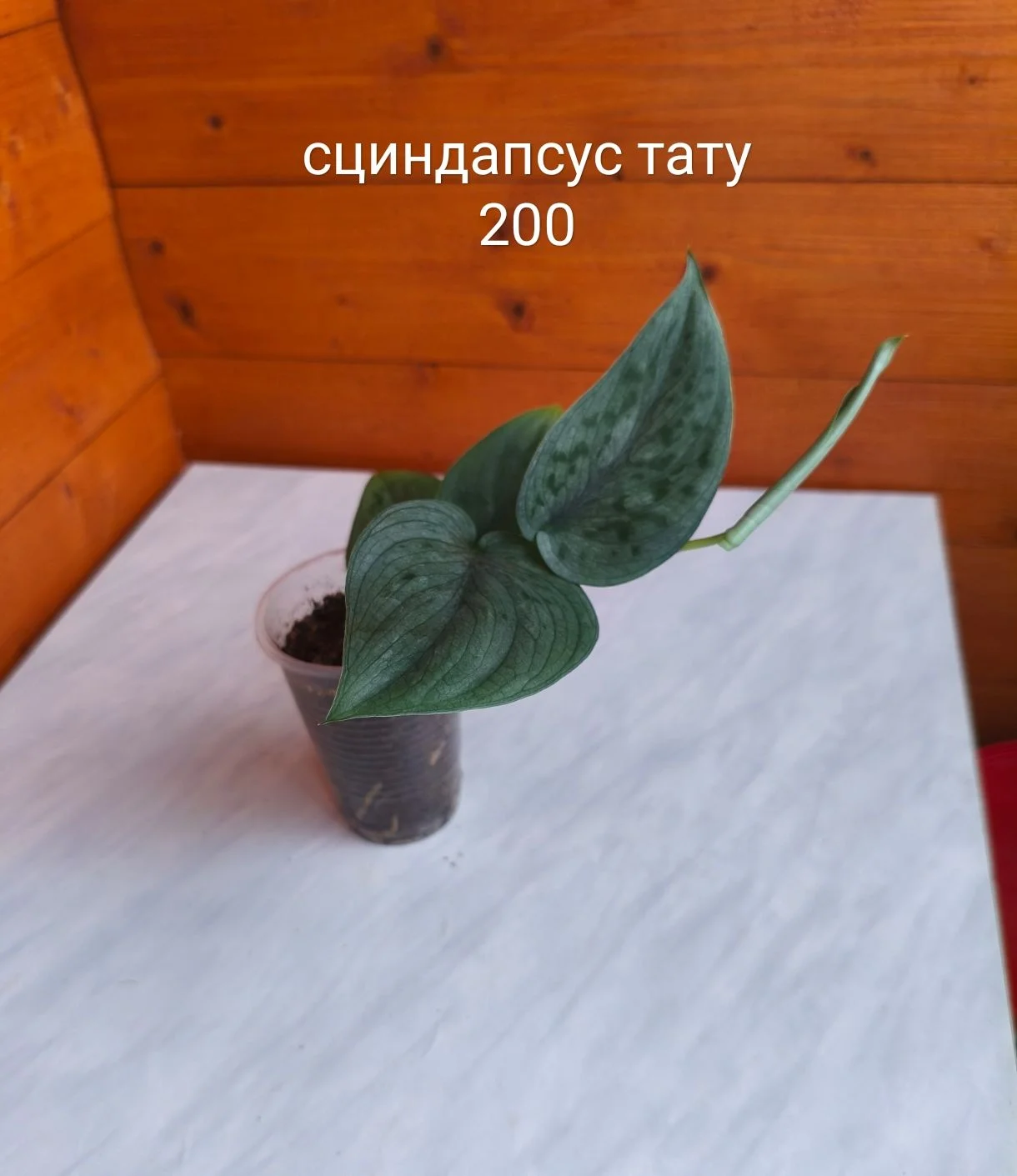 Сингониум, сциндапсус - миниатюра 7