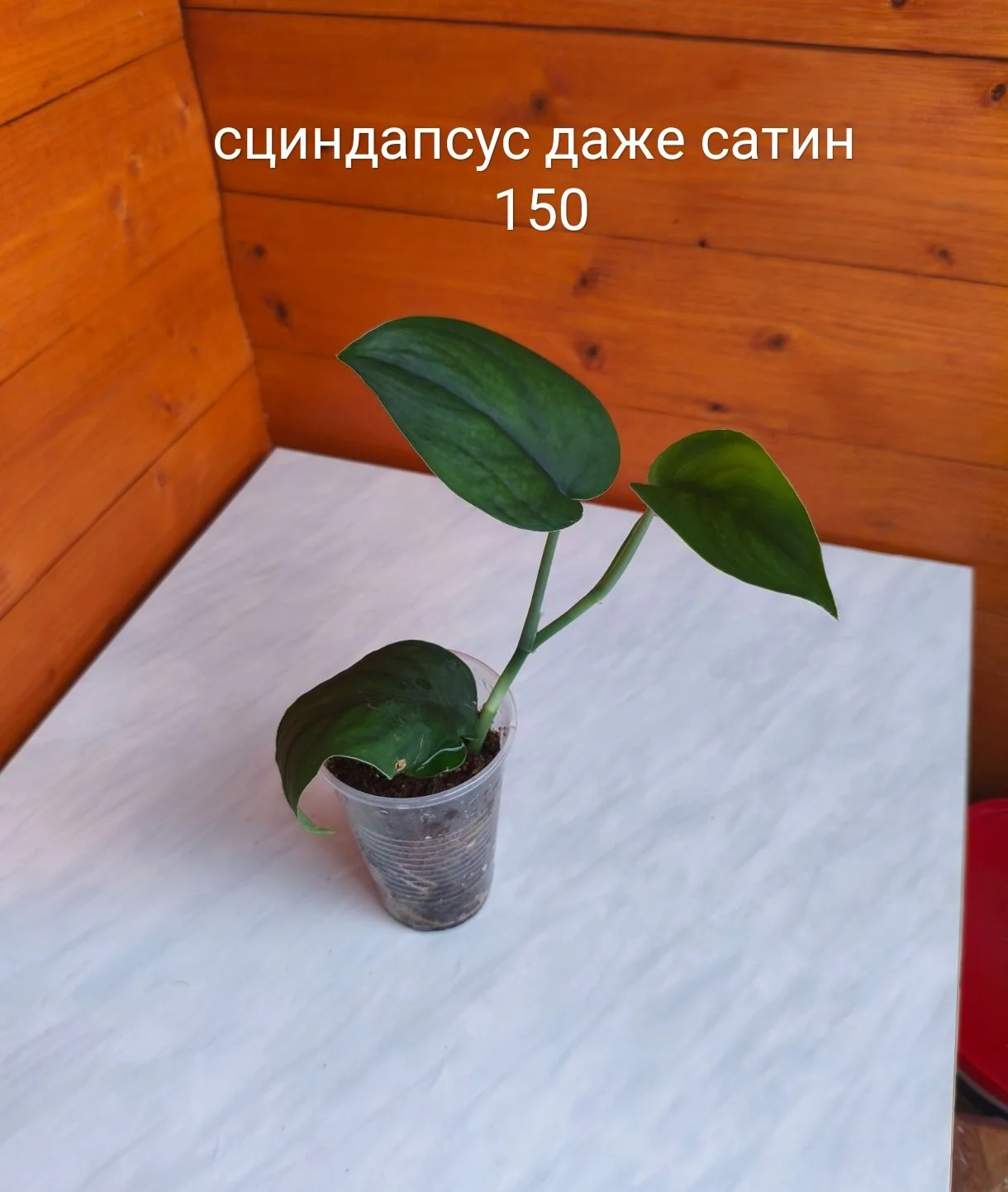 Сингониум, сциндапсус - миниатюра 8