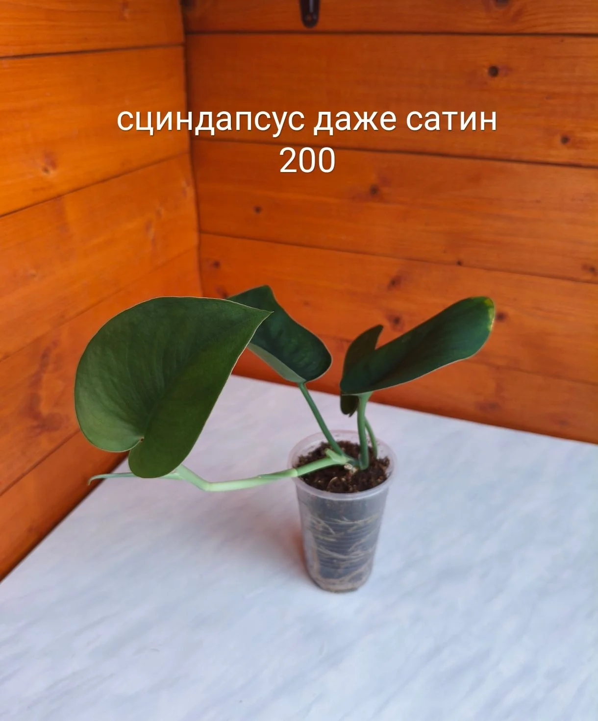 Сингониум, сциндапсус - миниатюра 11