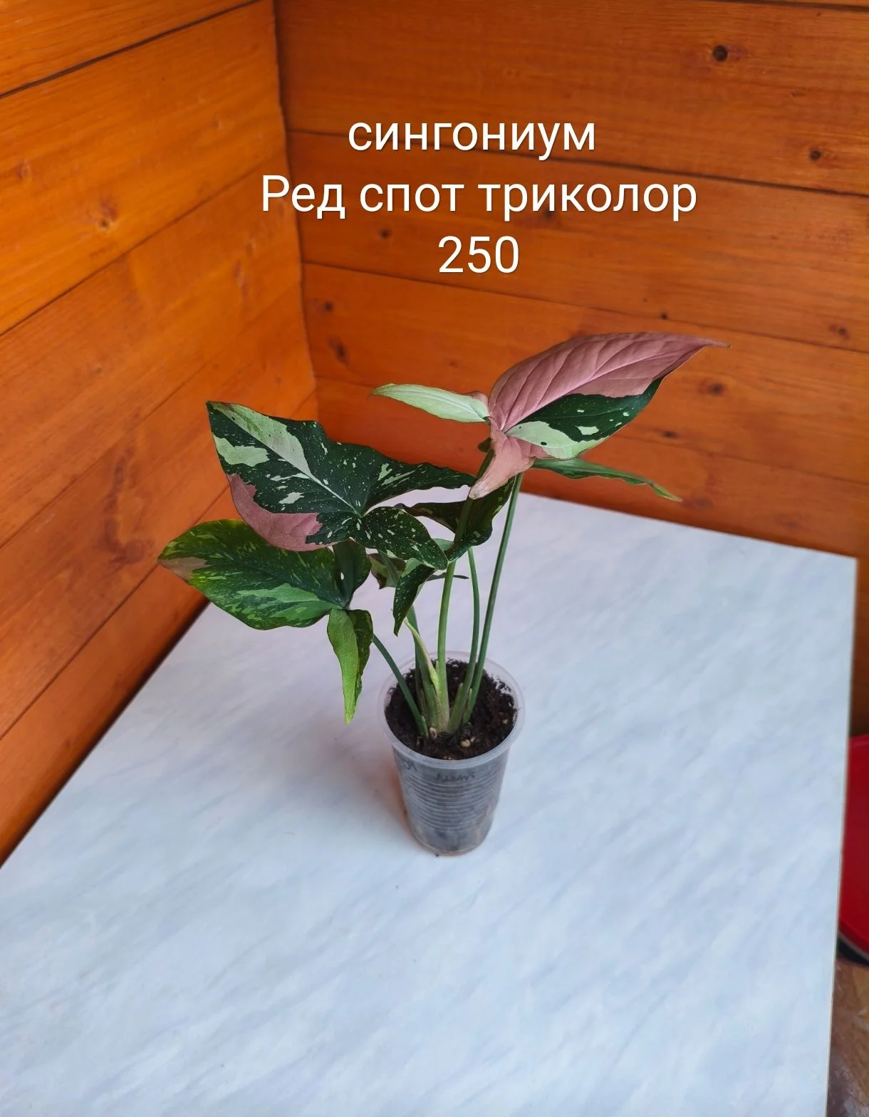 Сингониум, сциндапсус - миниатюра 13